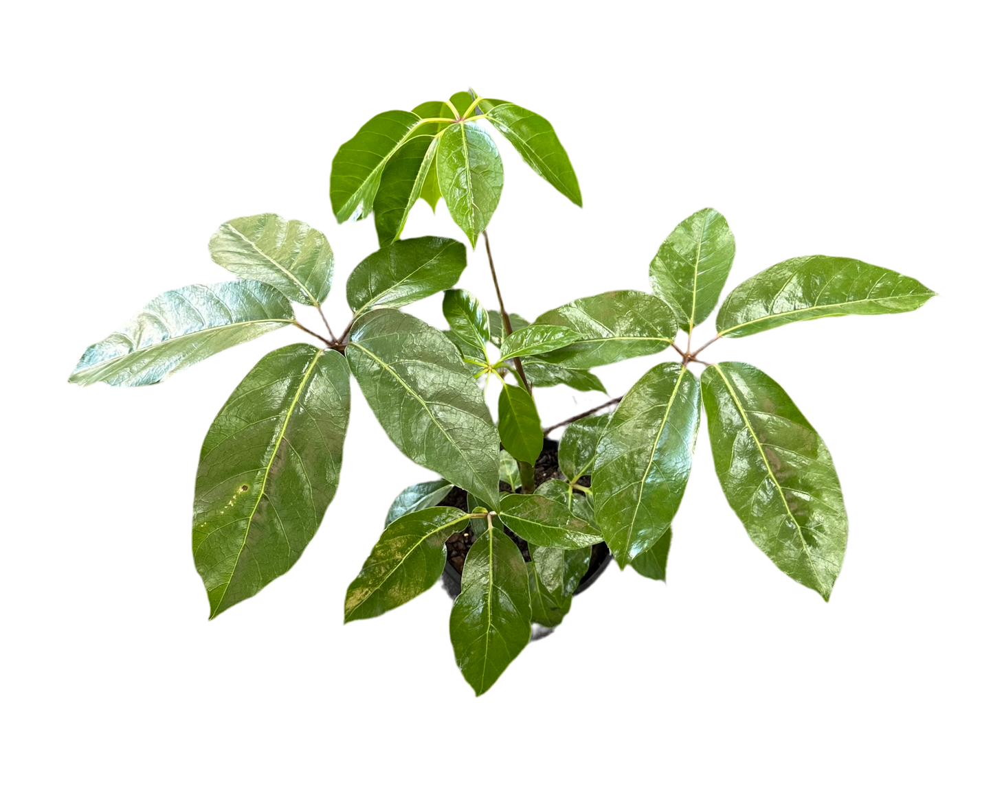 200mm Schefflera Amate