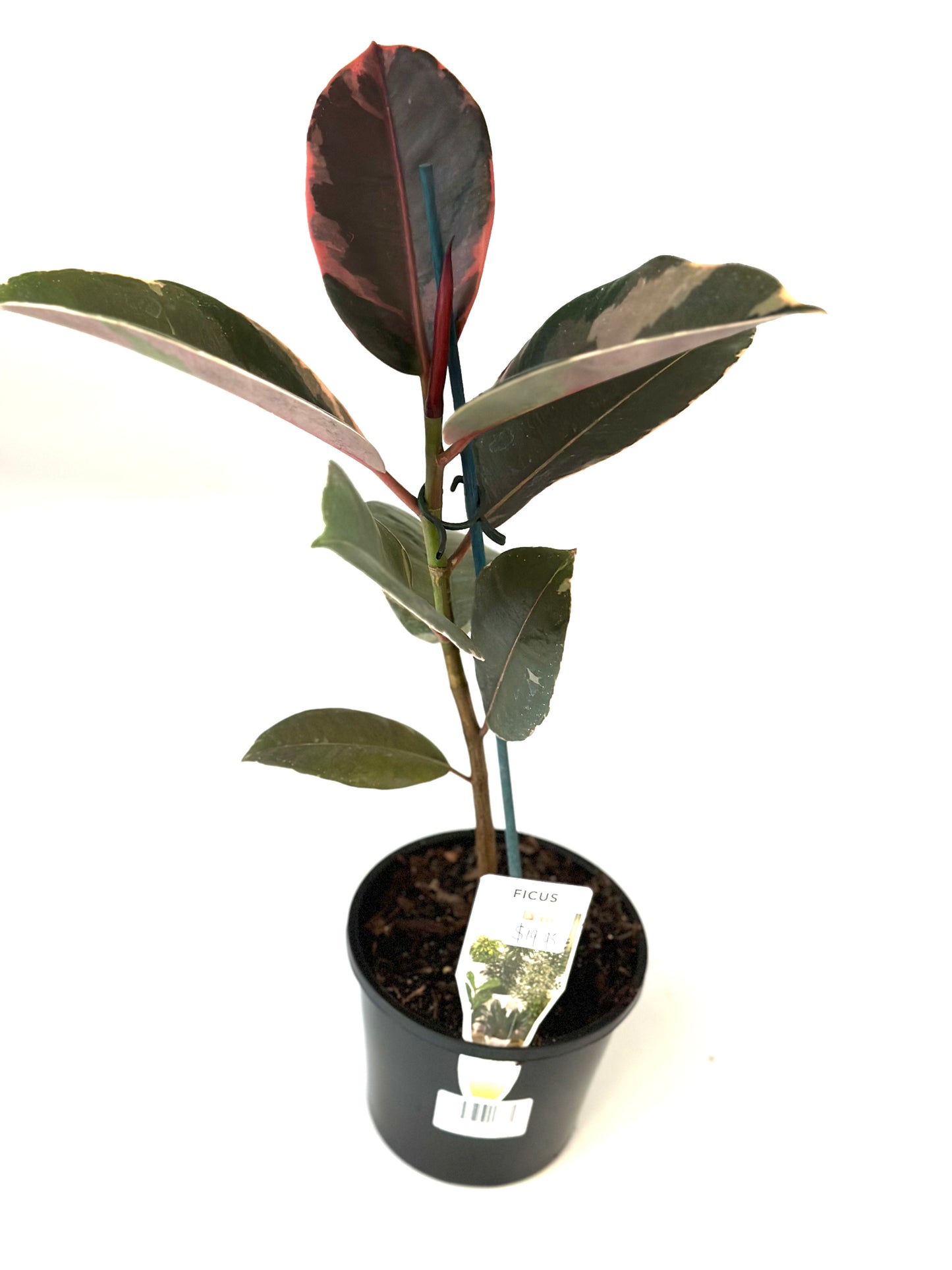 130mm Ficus Ruby