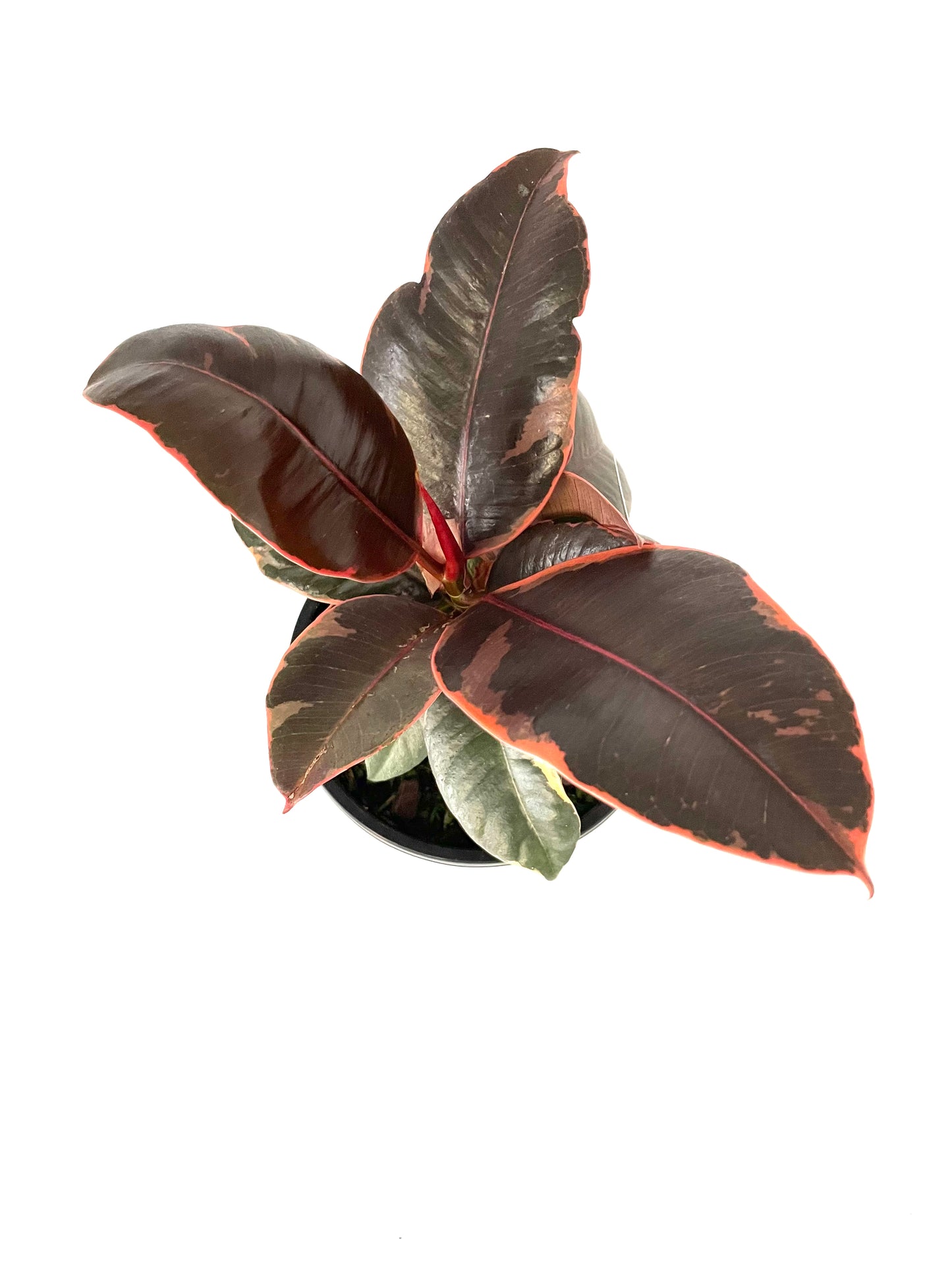 130mm Ficus Ruby