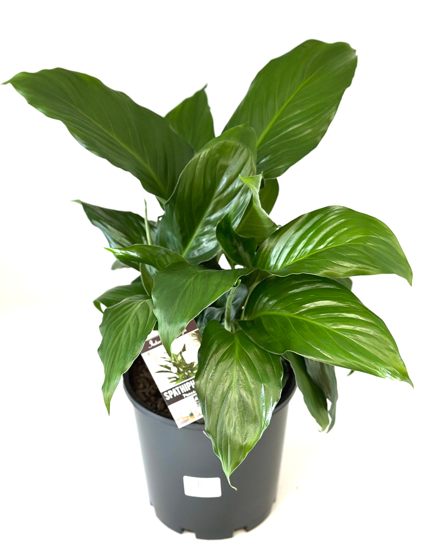 200mm Spathiphyllum Sweet Roman
