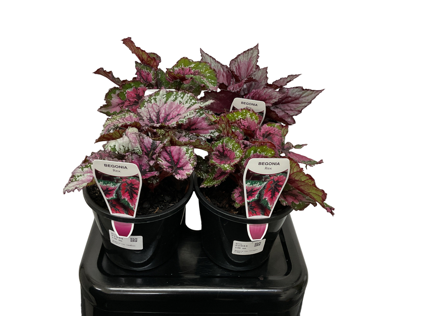 Begonia Rex Assorted