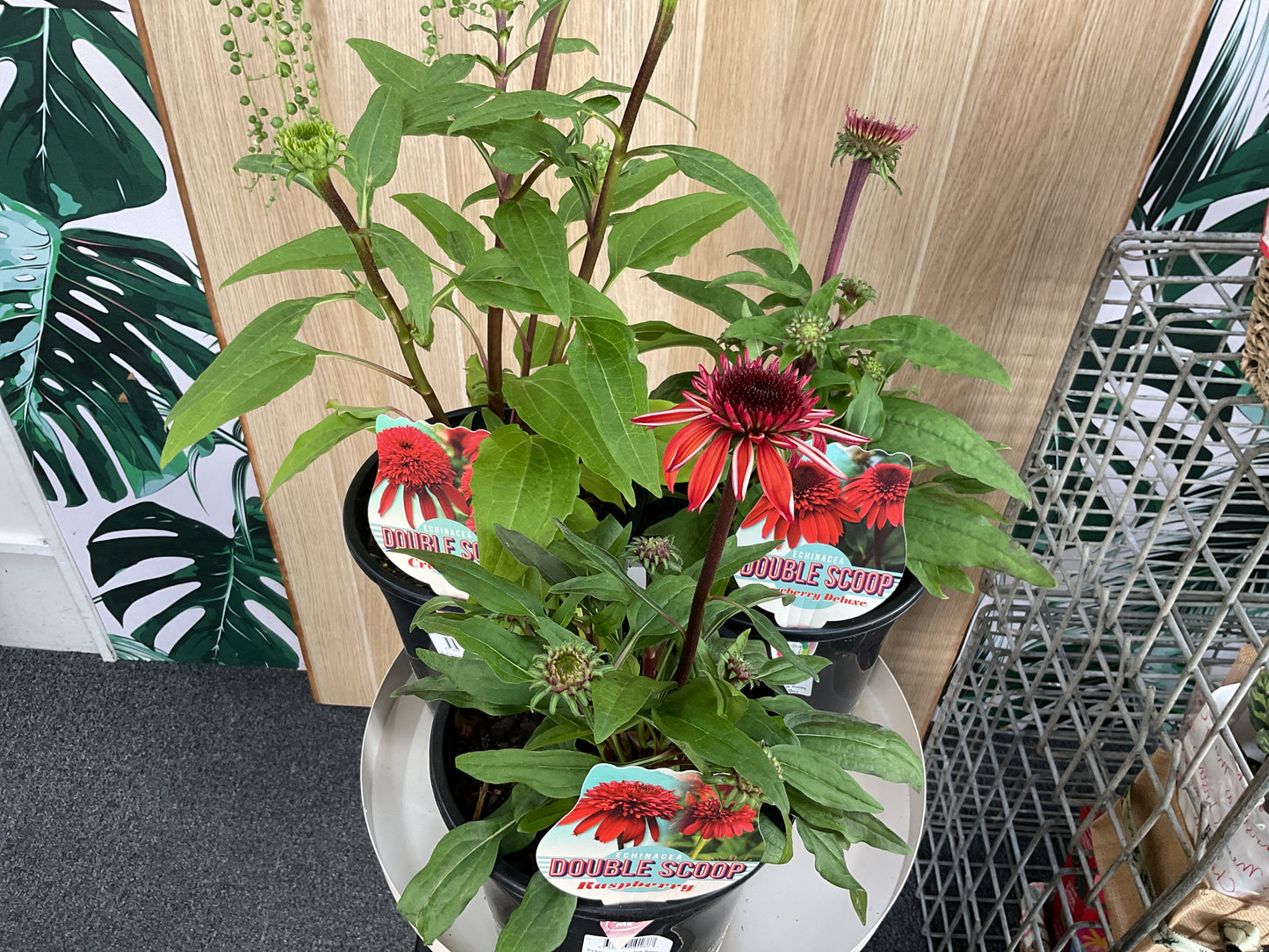 Echinacea Double Scoop- Assorted
