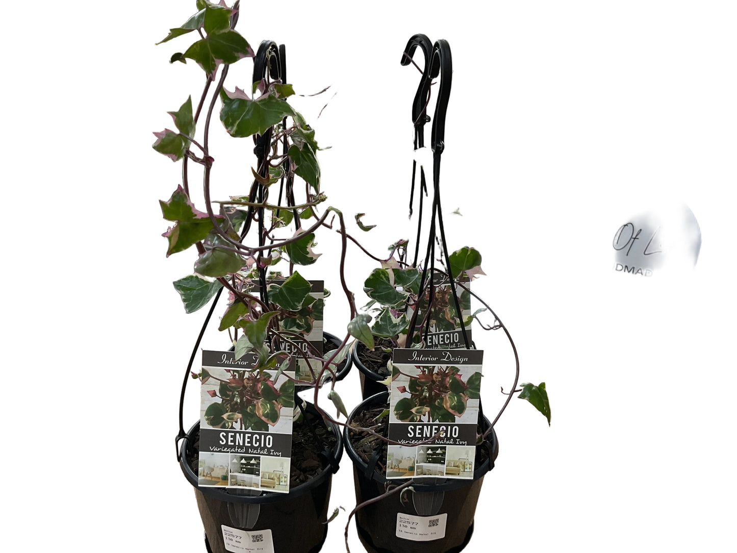 130mm Senecio Natal Ivy