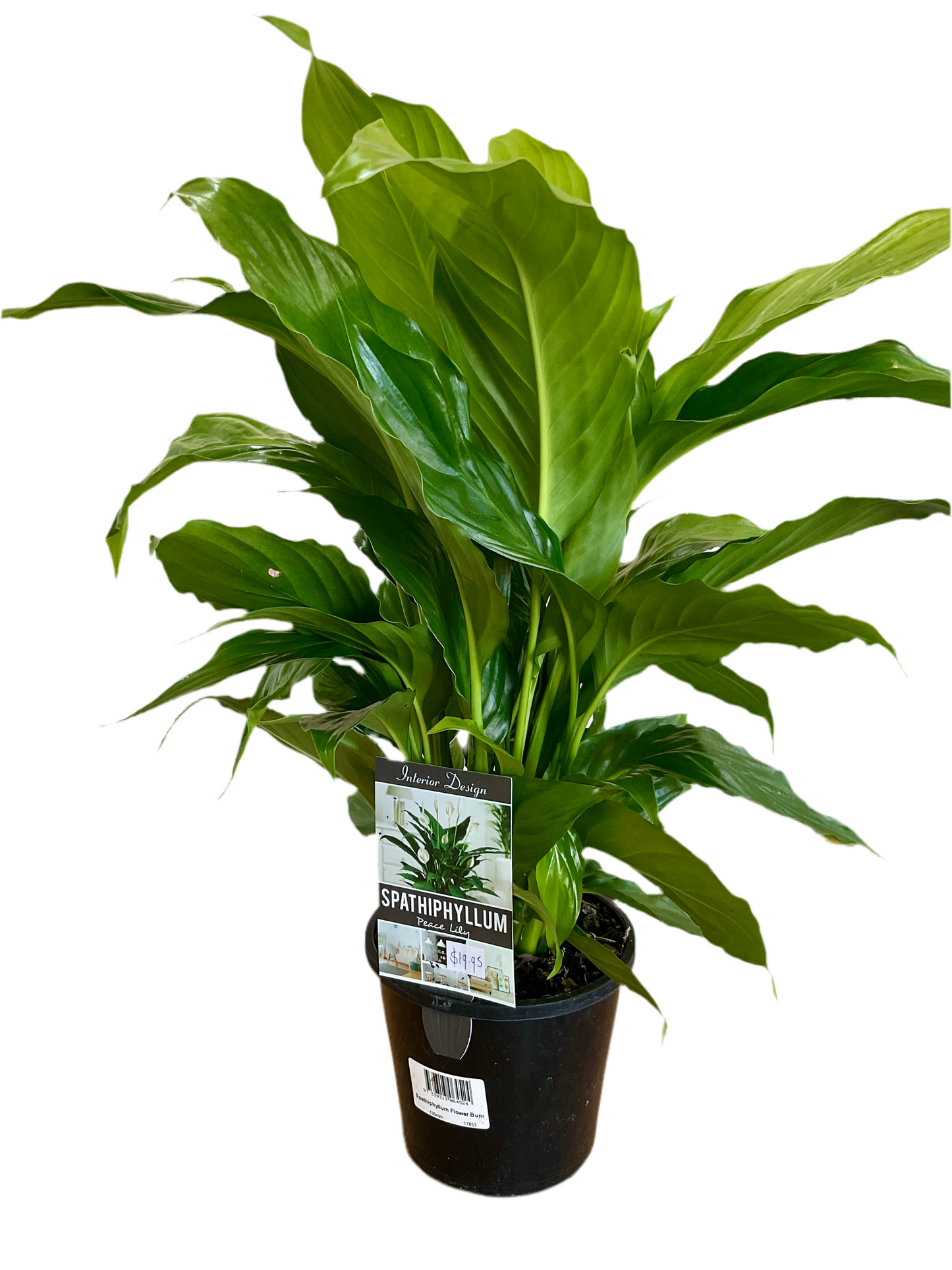 130mm Peace Lily