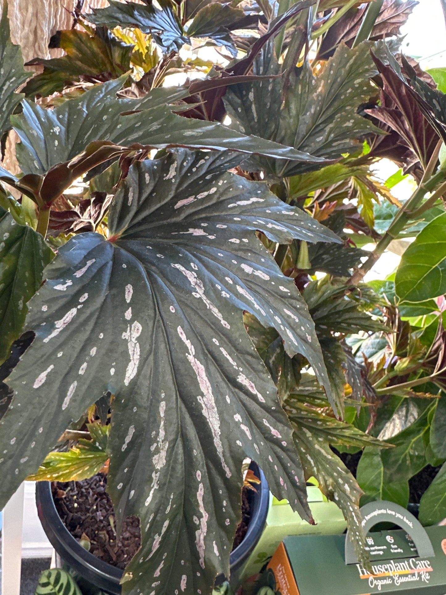 Begonia Sylvia