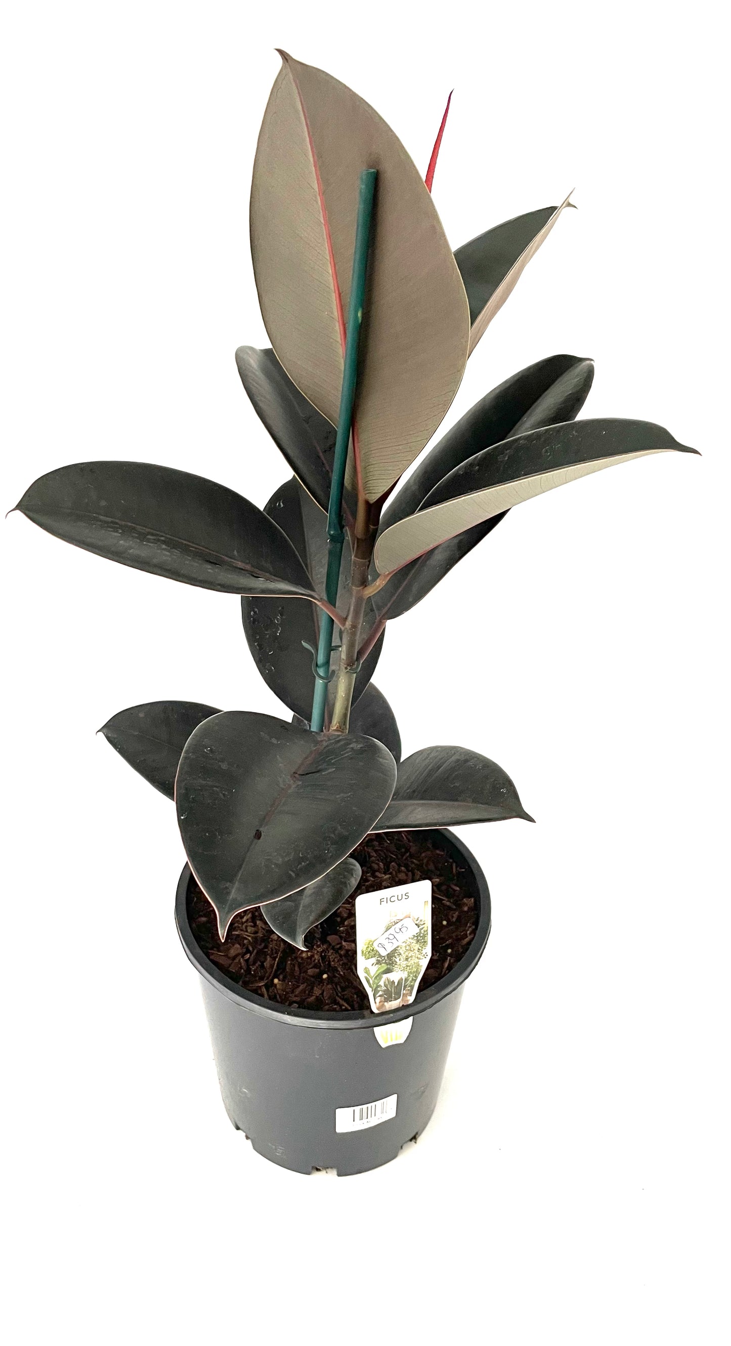 200mm Ficus Abidjan