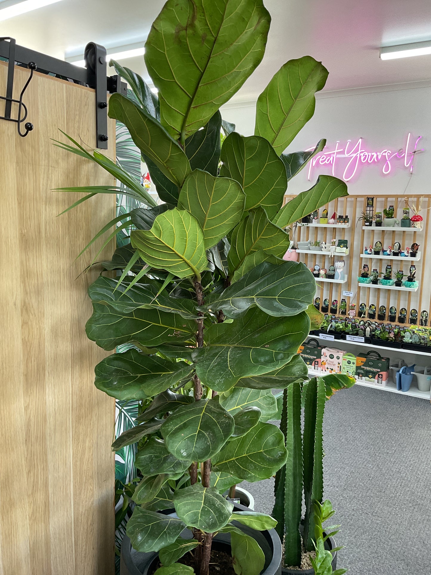 Fiddle Leaf Fig
