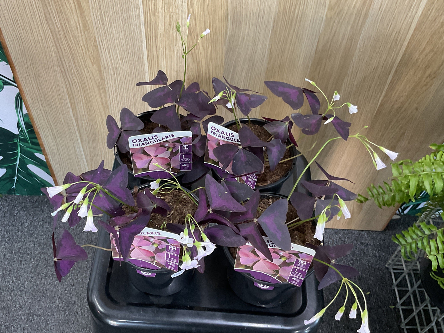 130mm Oxalis Triangularis