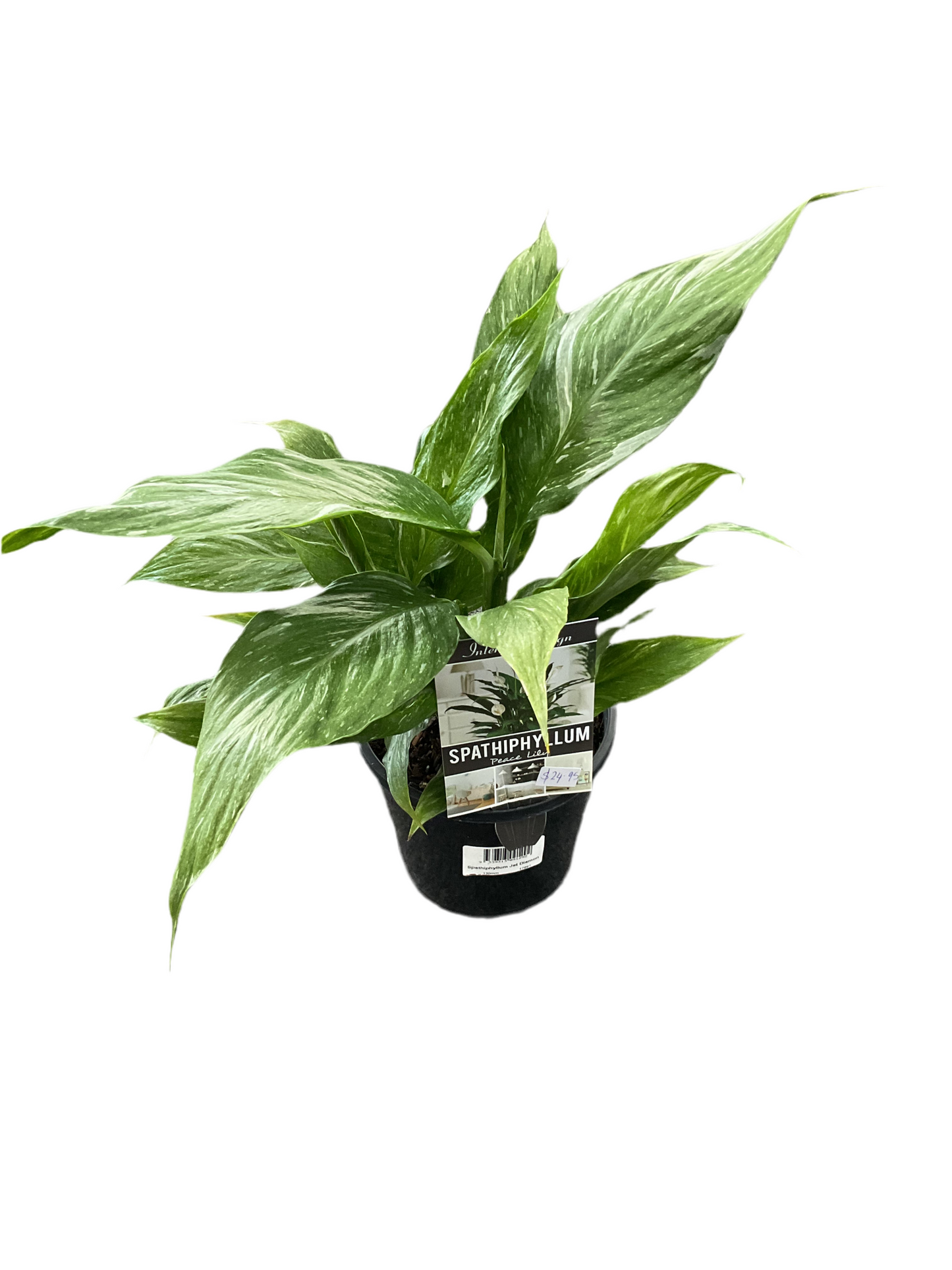 130mm Spathiphyllum Jet Diamond