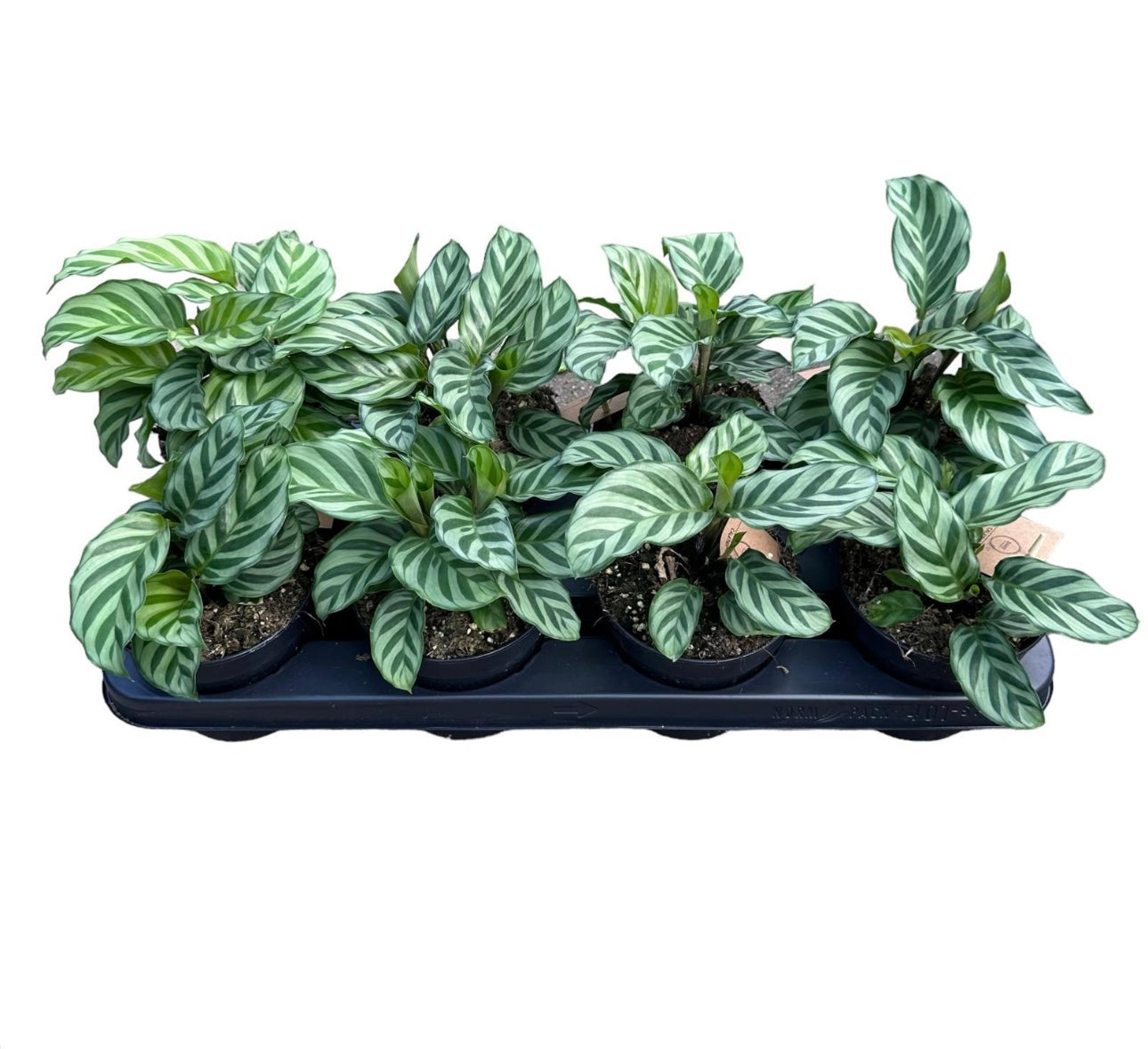 120mm Calathea Freddy