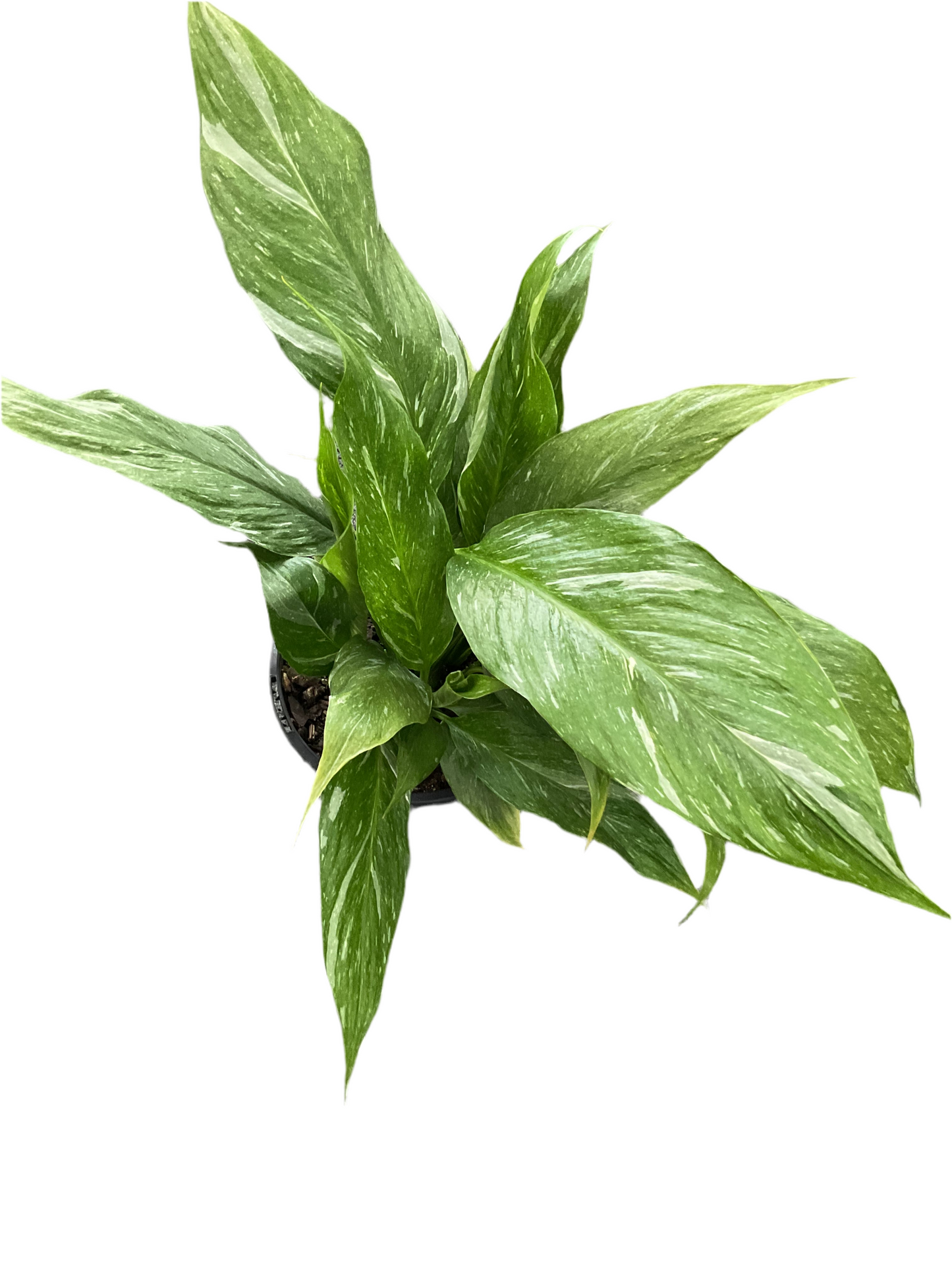 130mm Spathiphyllum Jet Diamond