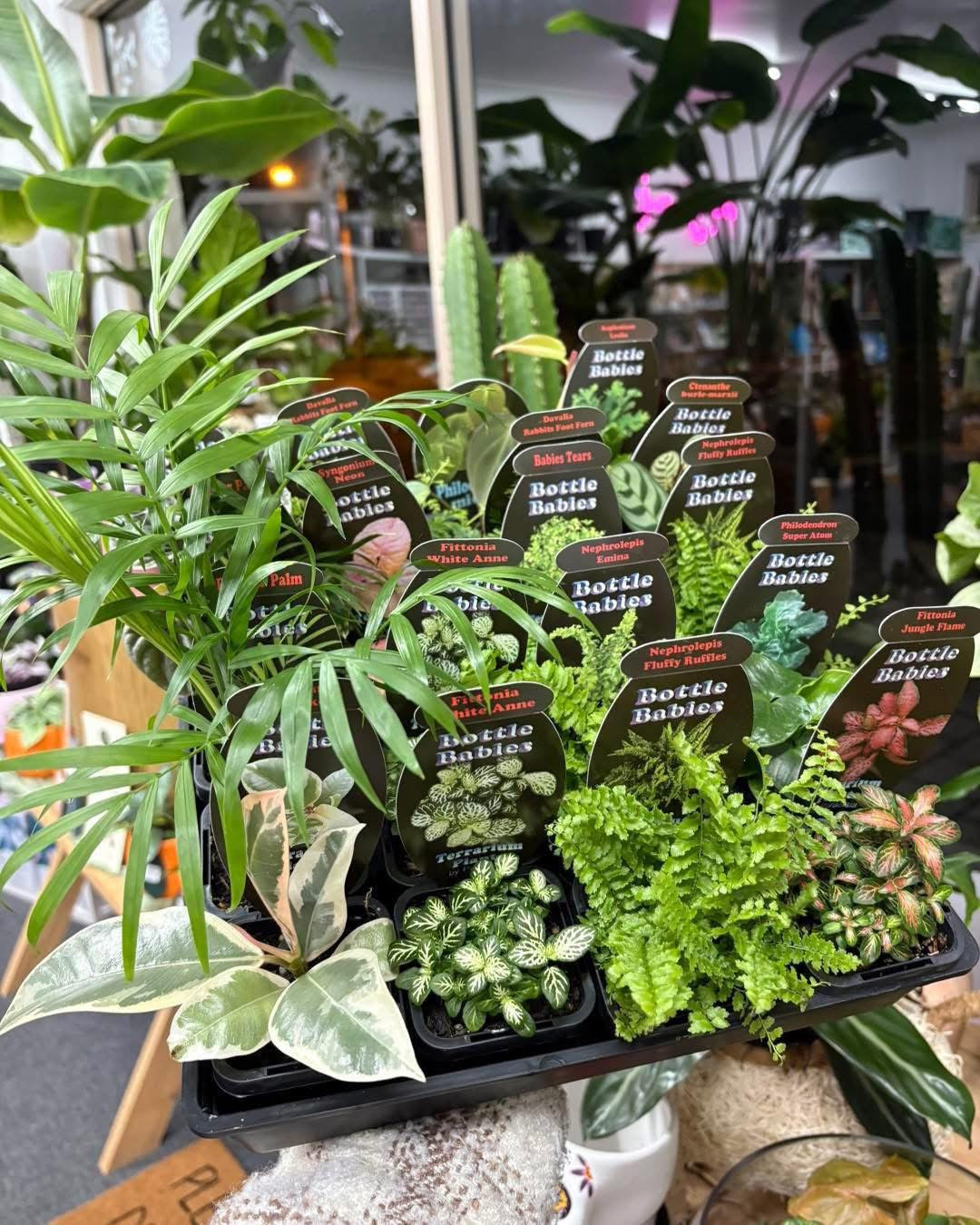 70mm Bottle Babies- Assorted