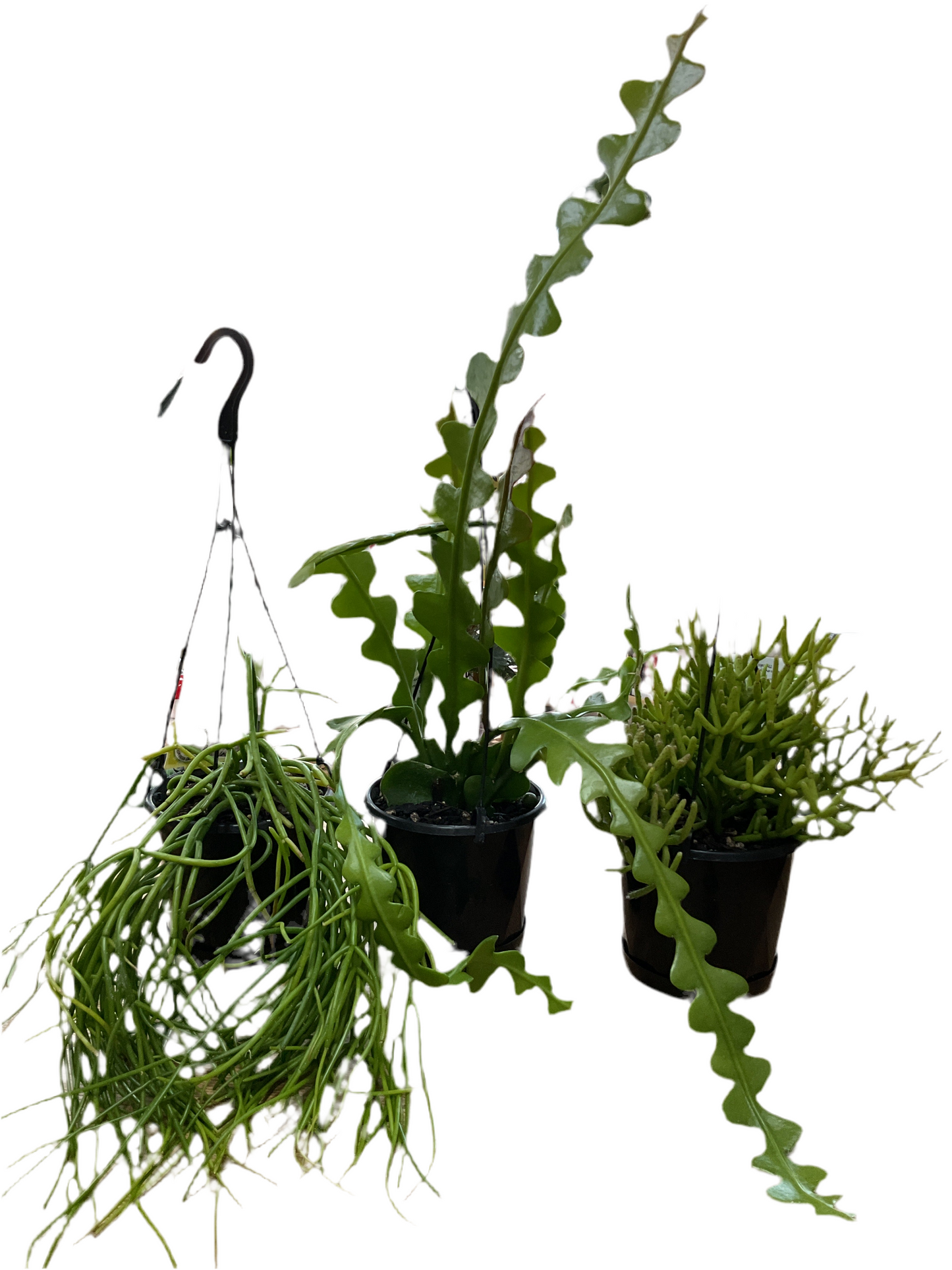 130mm Hanging Rhipsallis (assorted)