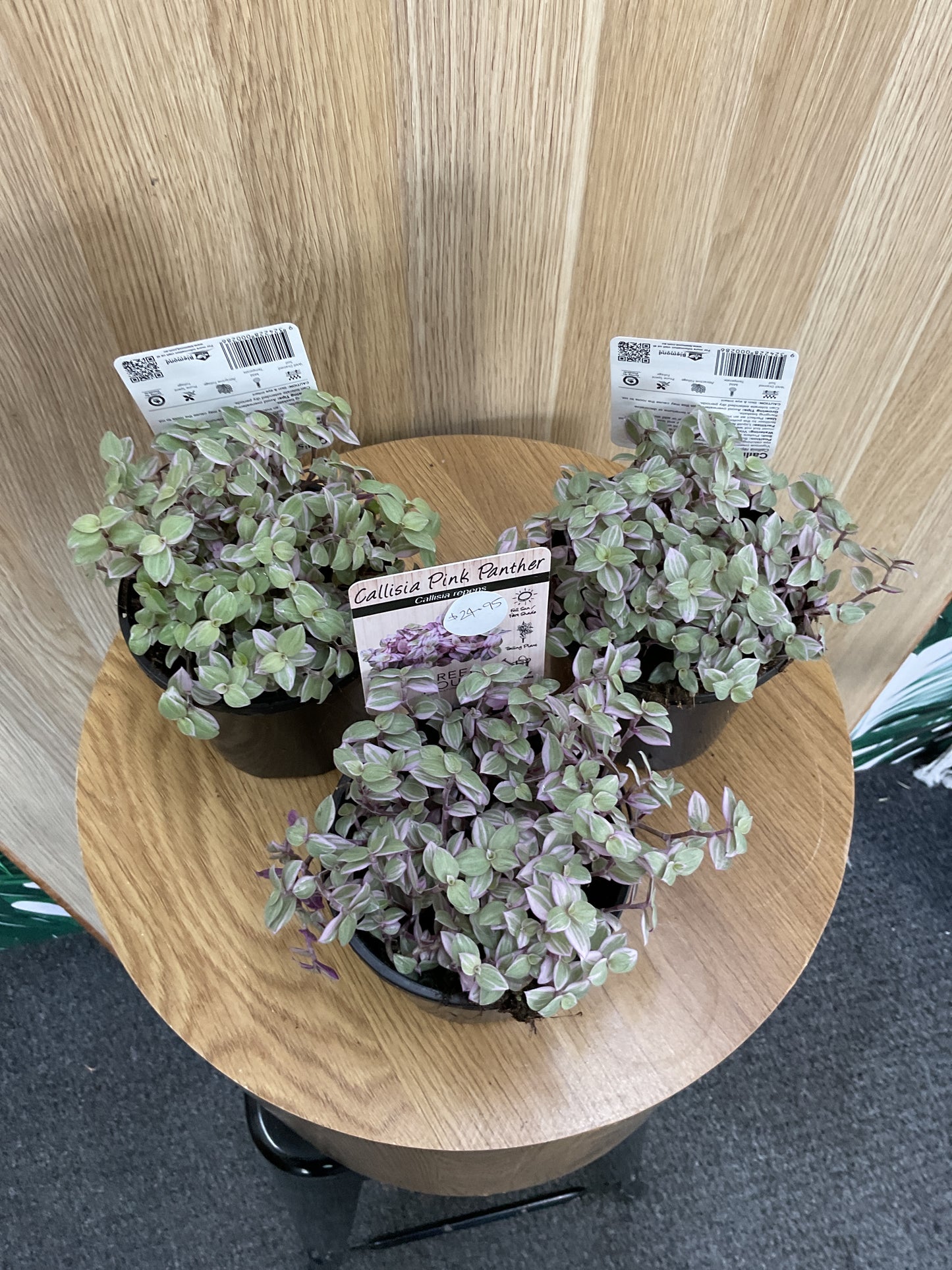 Callisia Pink Panther