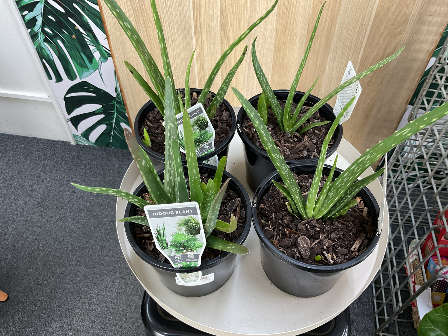 Aloe Vera