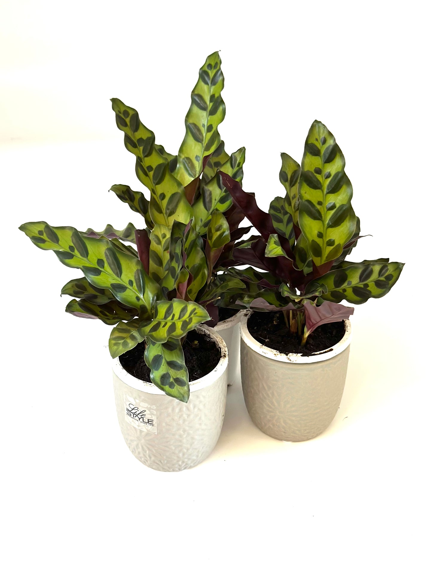 95mm Calathea Insignis