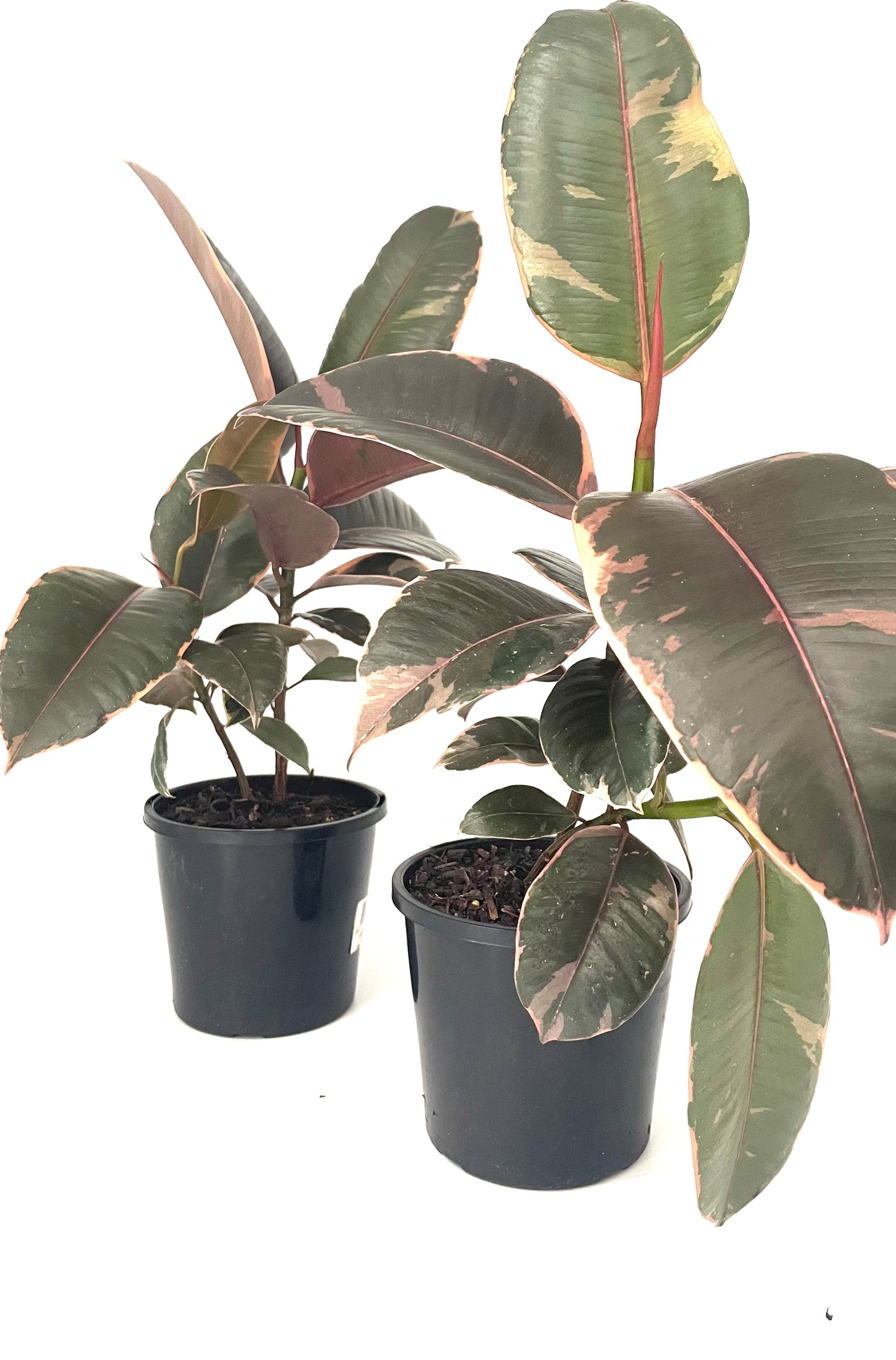 130mm Ficus Ruby