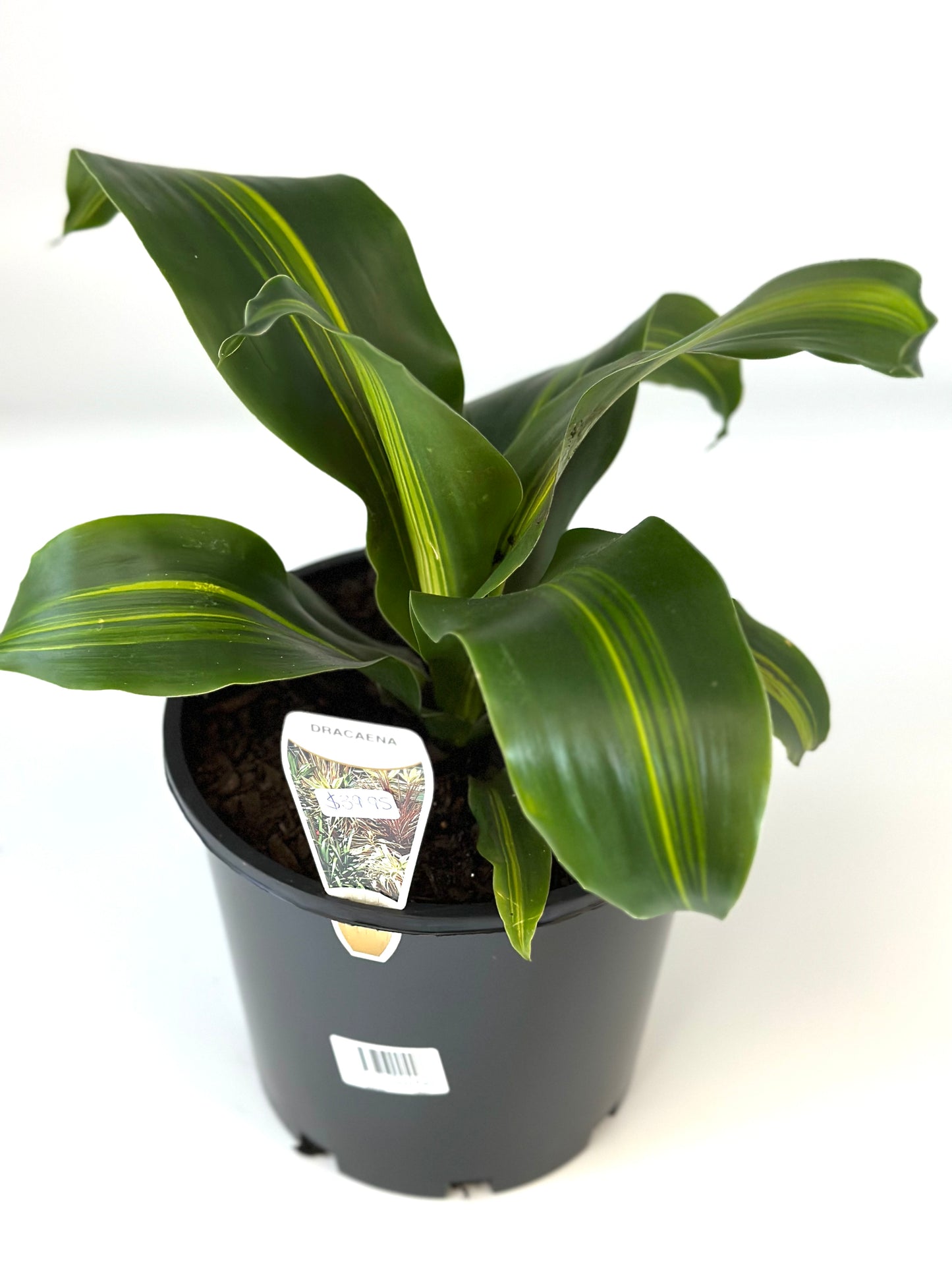 200mm Dracaena Happy Plant