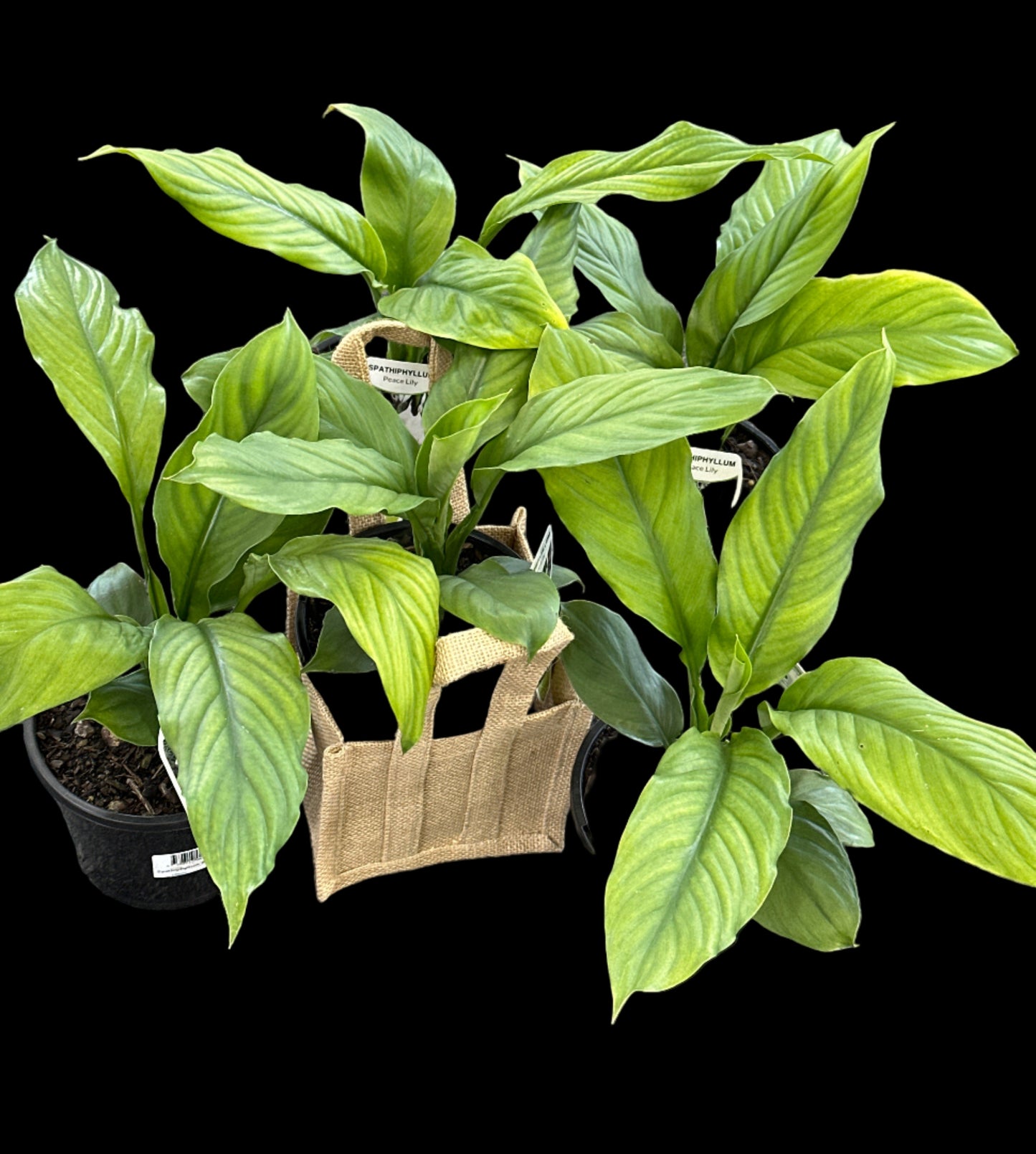 Spathiphyllum Sensation - Peace Lily