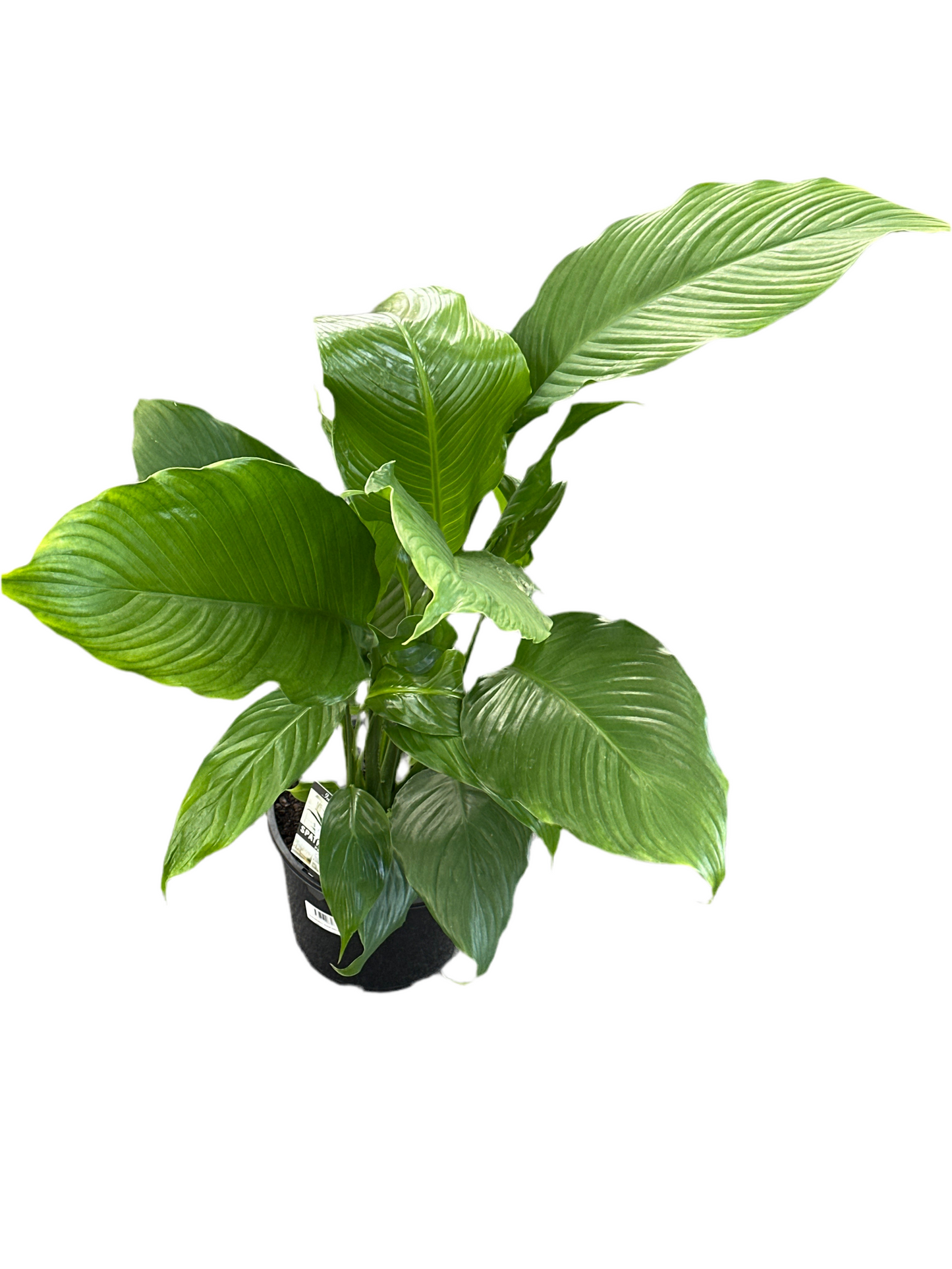 200mm Spathiphyllum Sweet Sebastiano