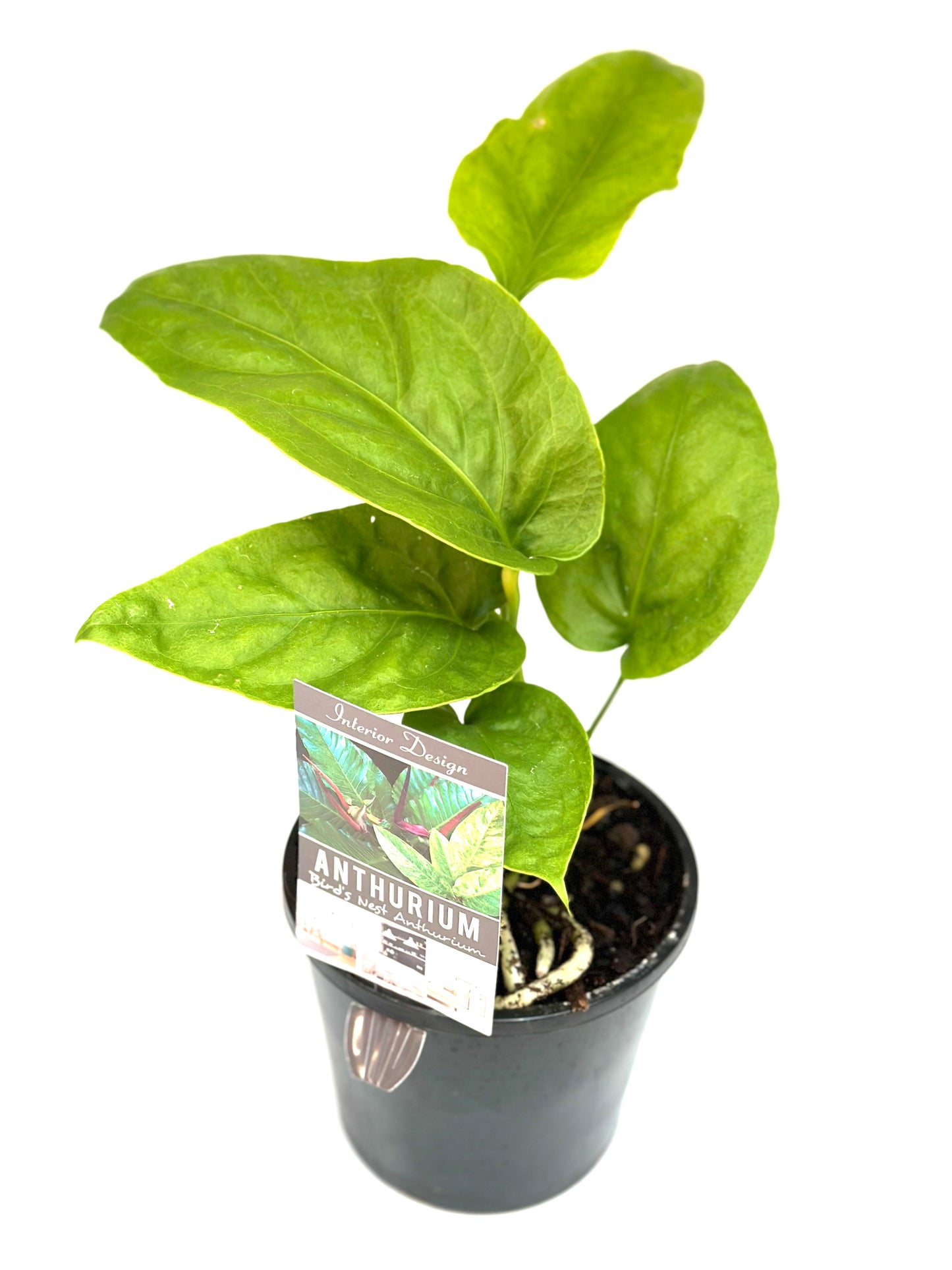 130mm Anthurium Hookeri