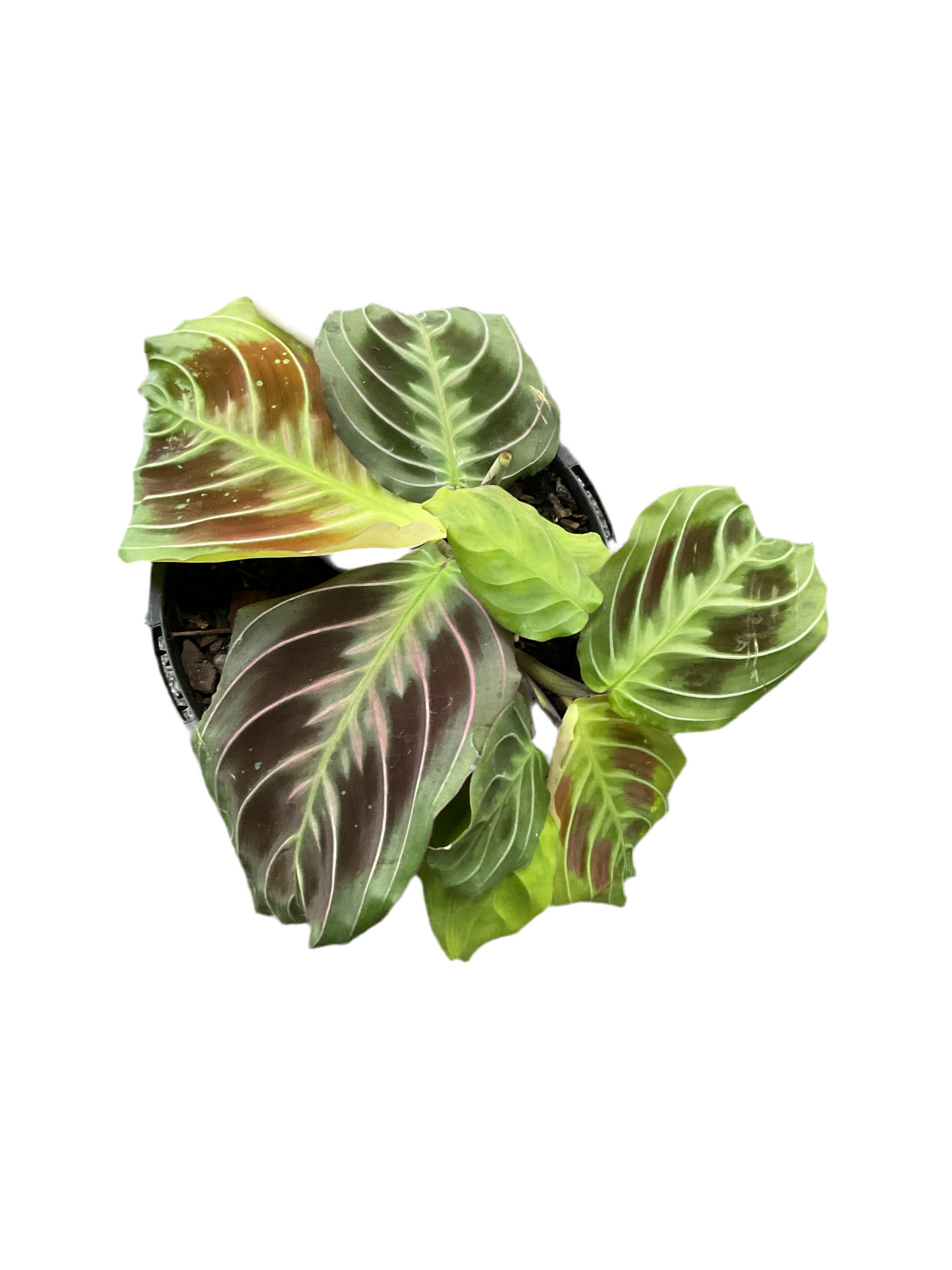 130mm Cats Tongue Maranta