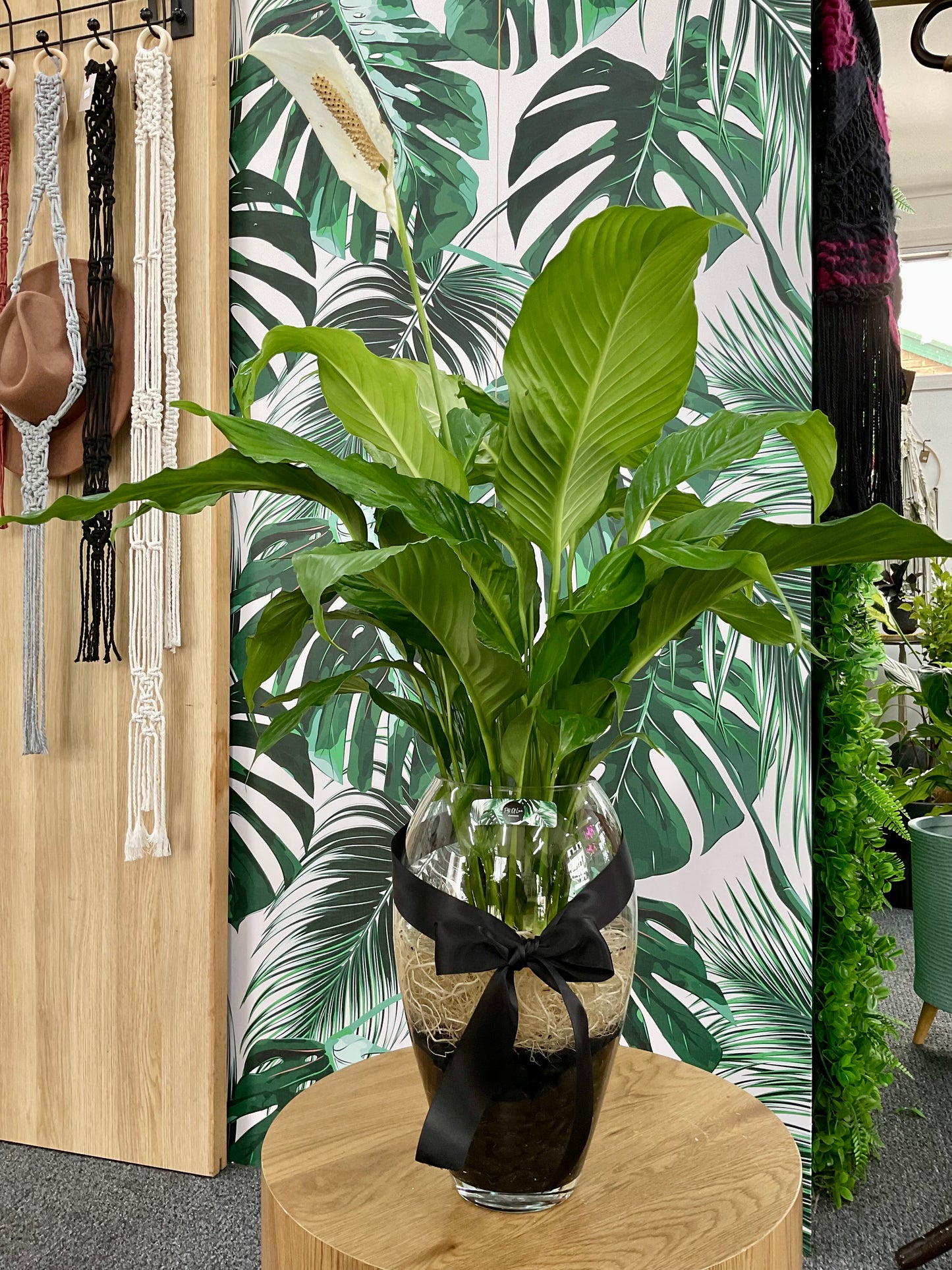Huge 90cm Hydro Peace Lily