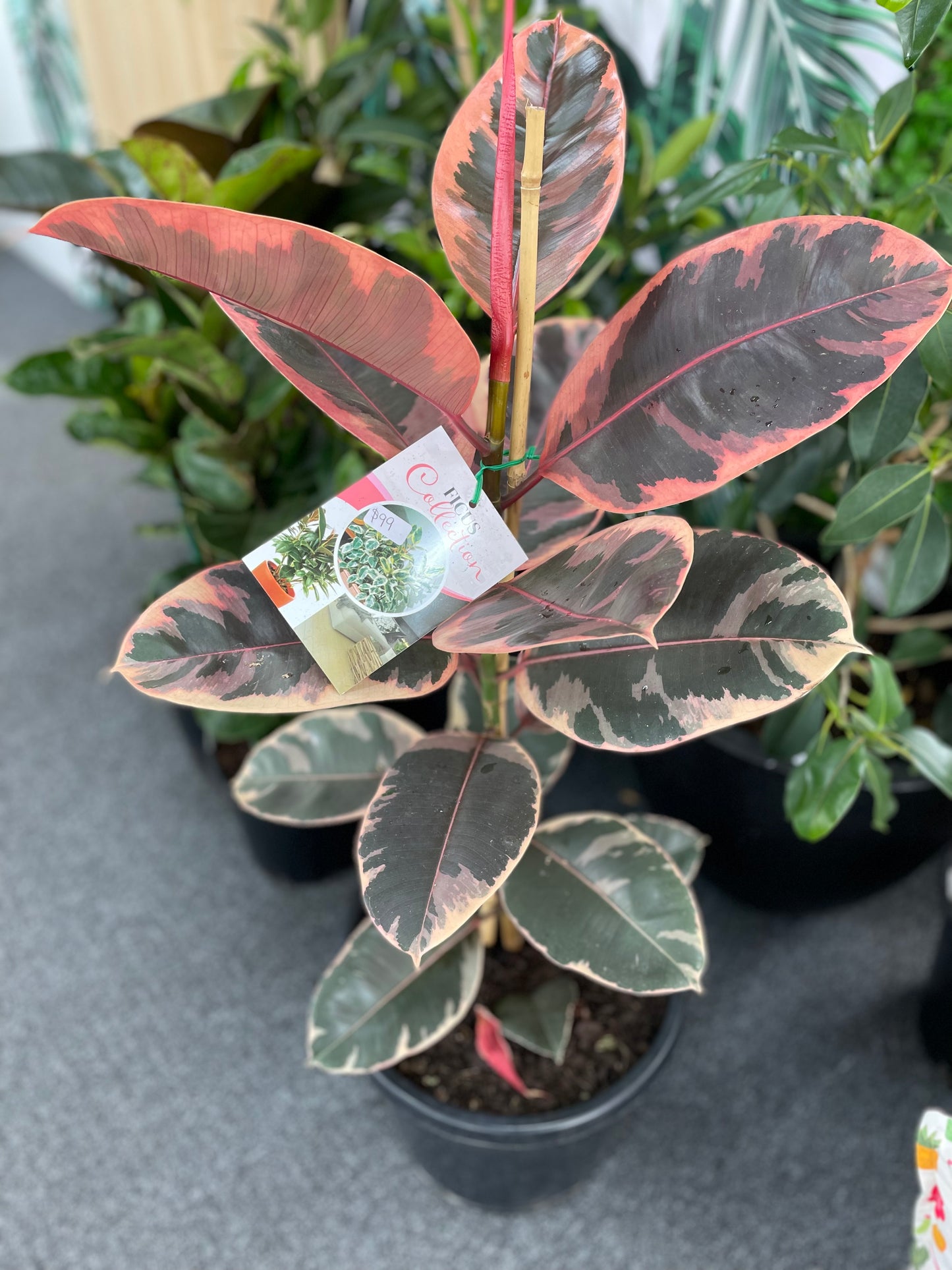 300mm Ficus Ruby
