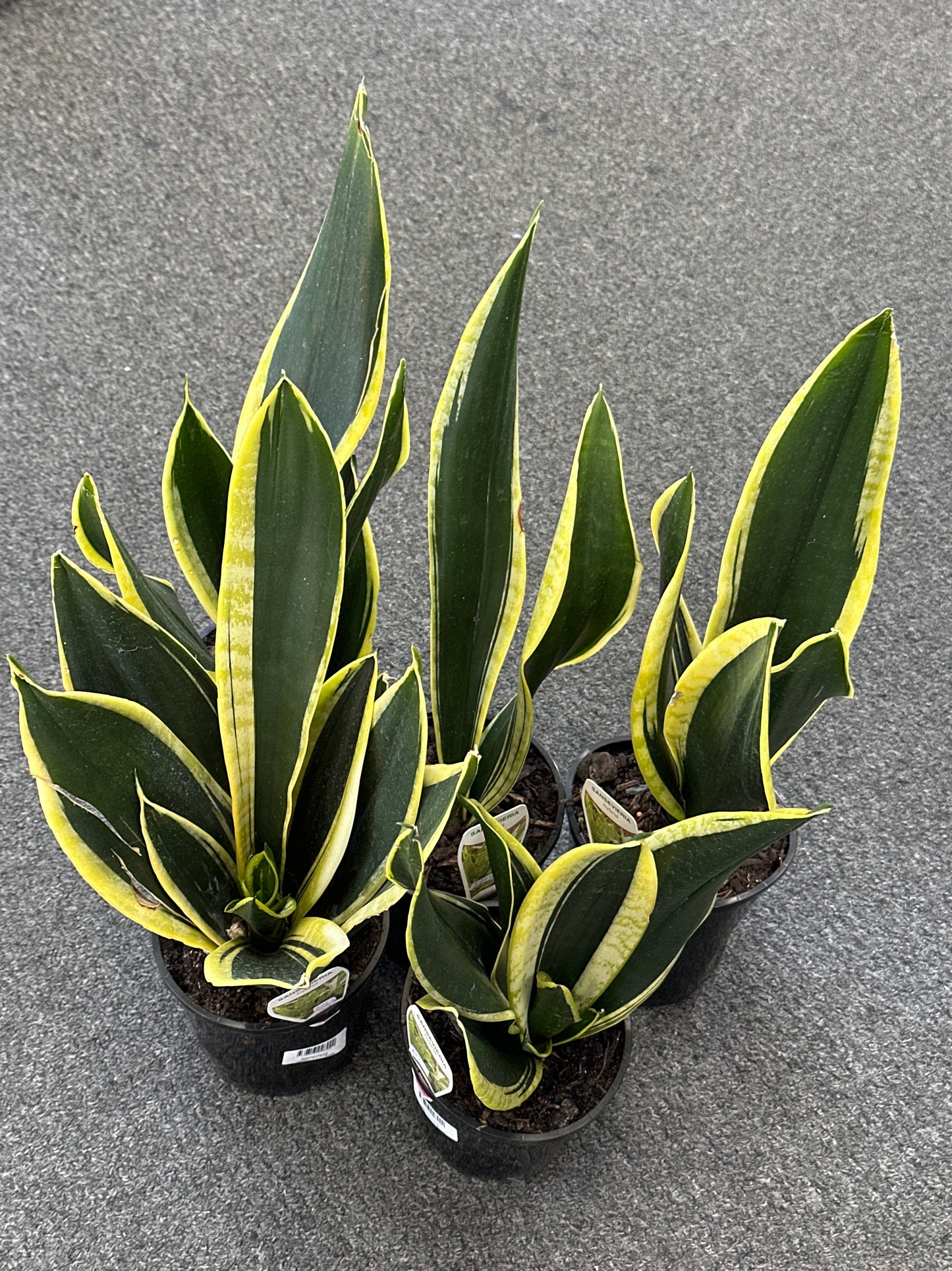 Sansevieria Black and Gold