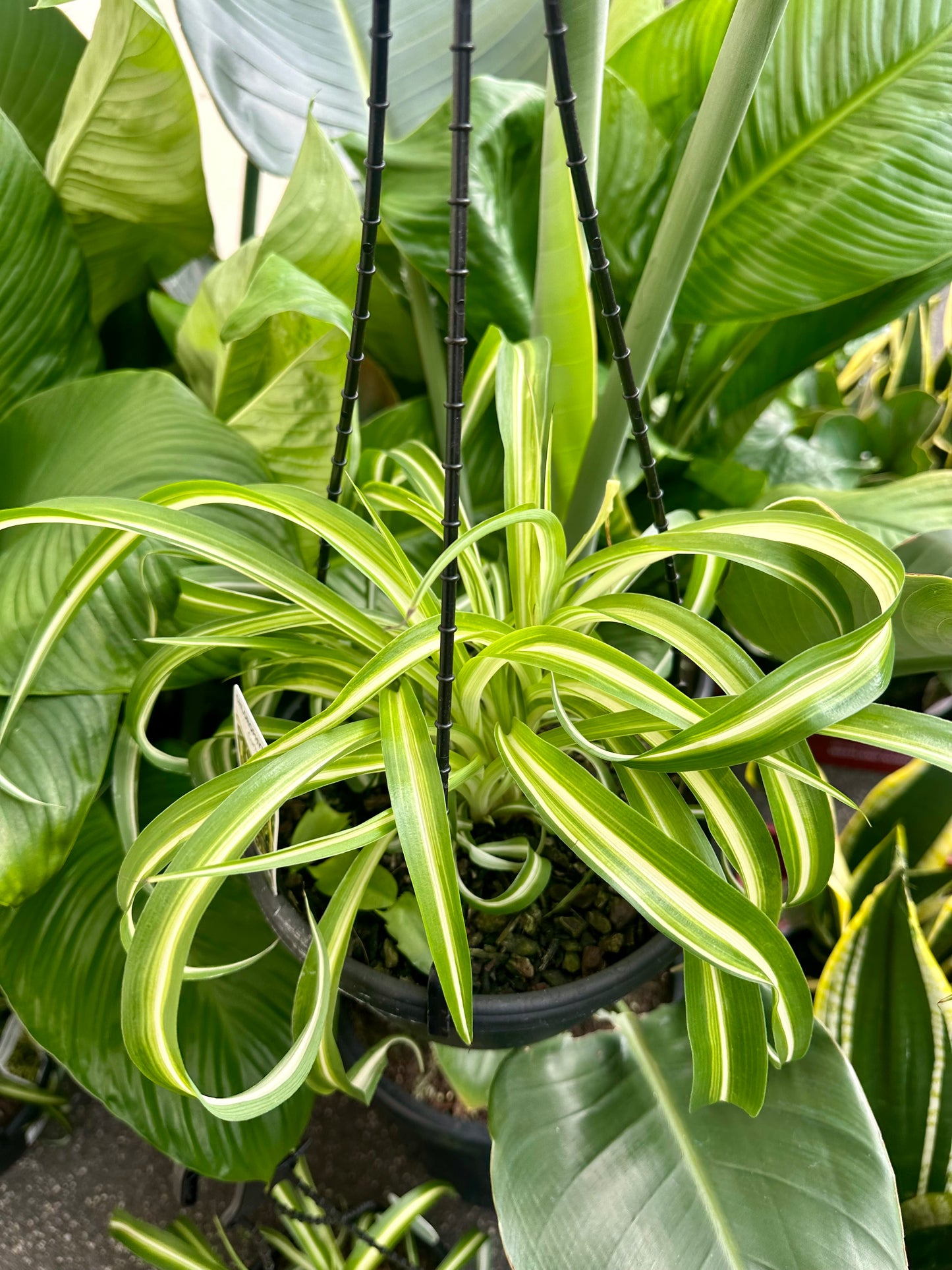 200mm Hanging Spider Plant