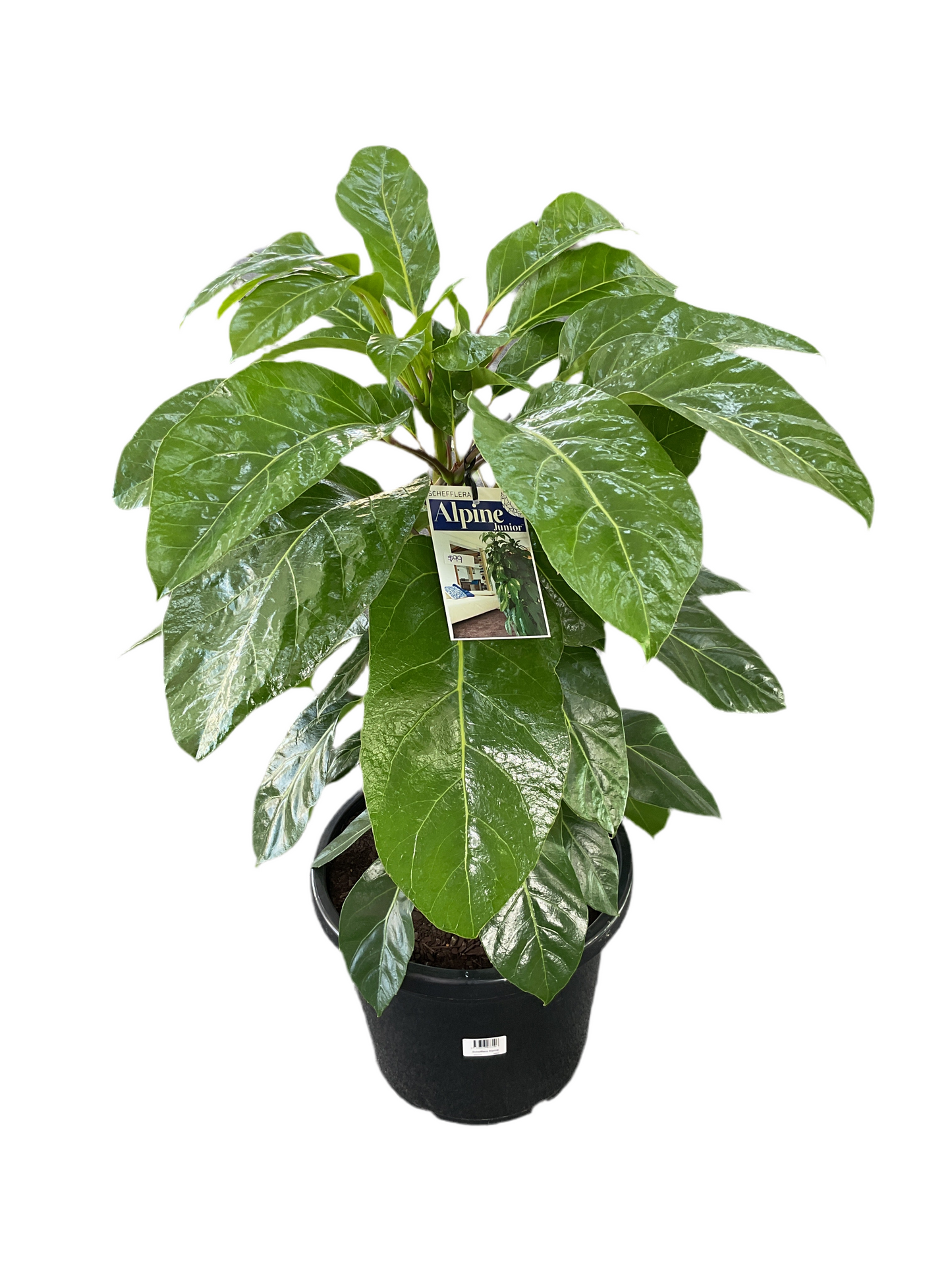 300mm Schefflera Alpine Umbrella Tree