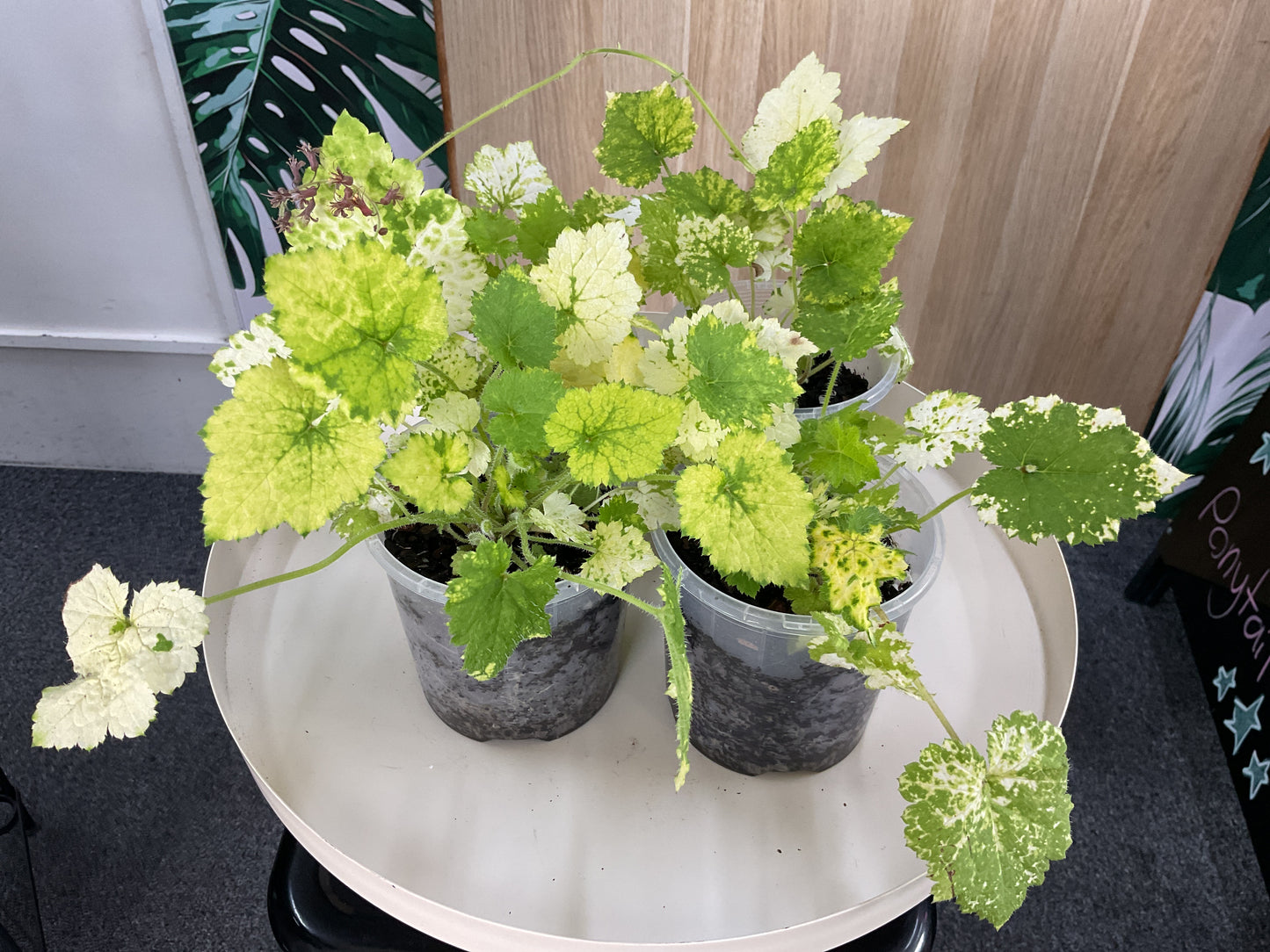 Variegated Piggy Back Plant