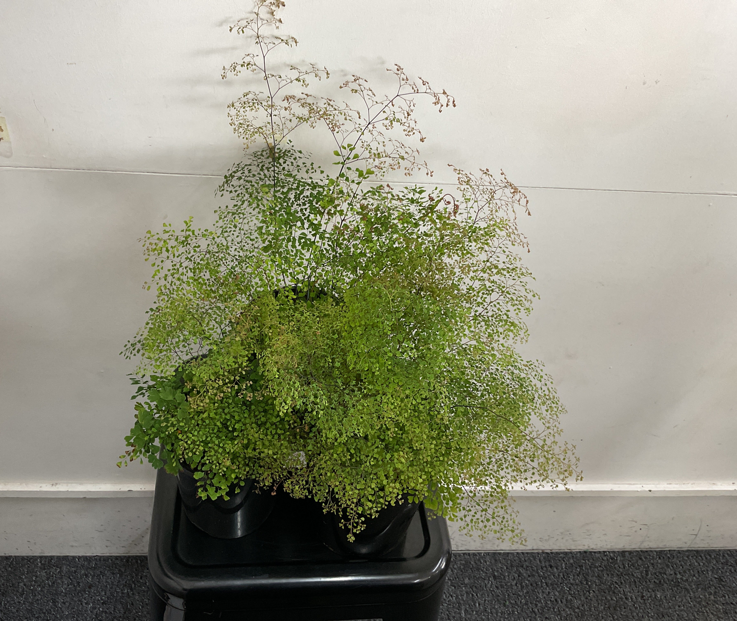 Maidenhair Fern