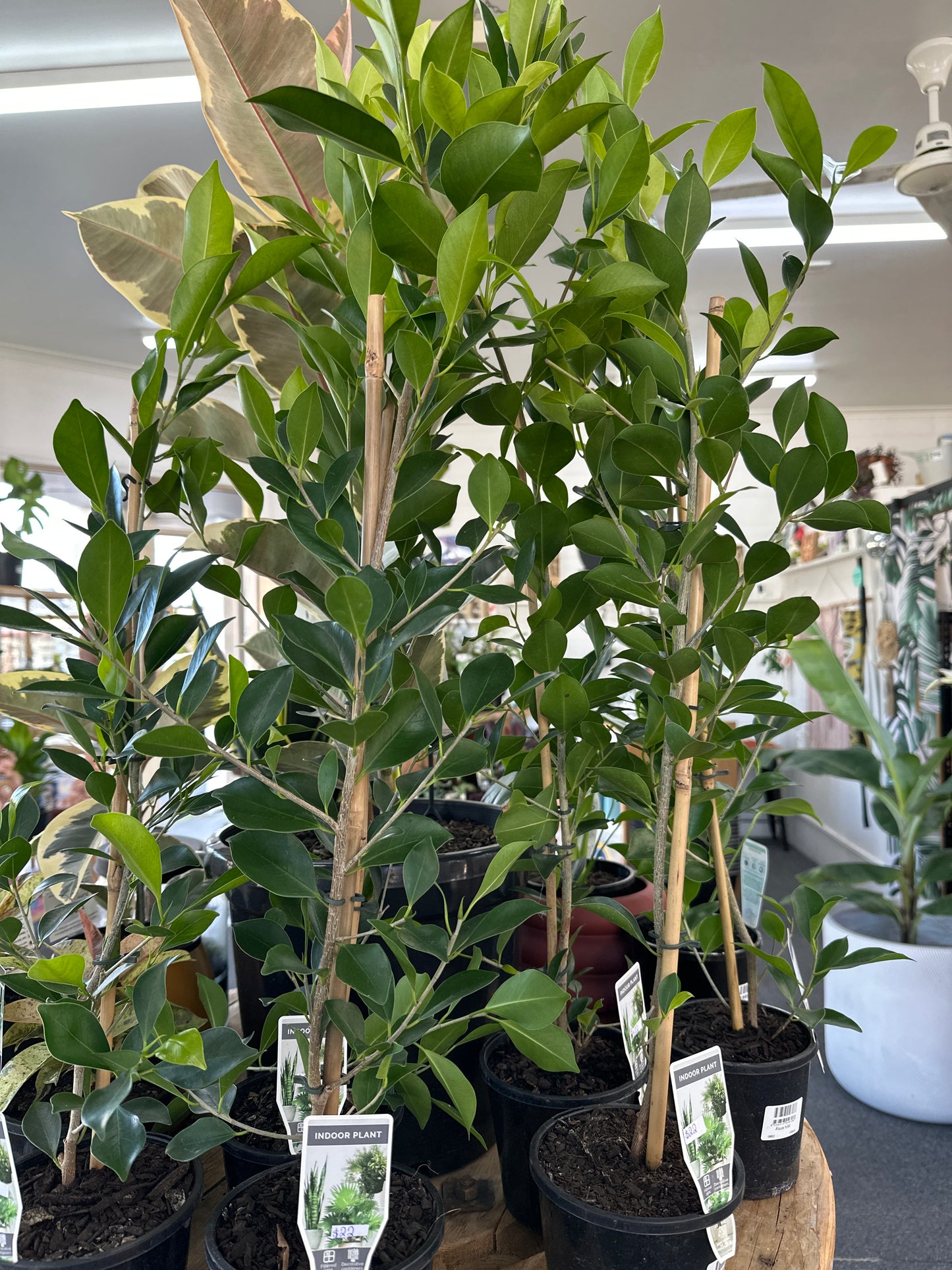 130mm Ficus Hilli
