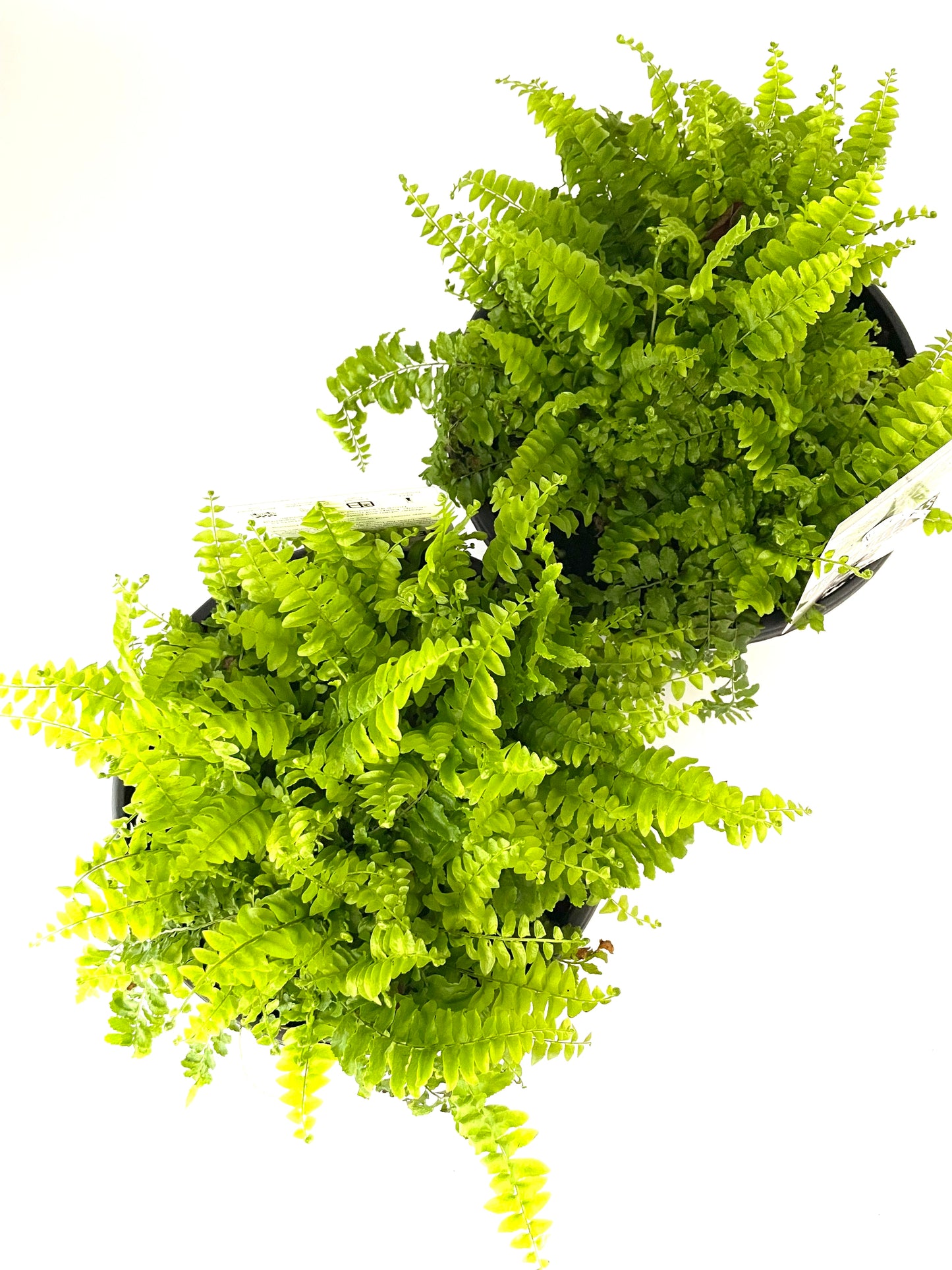 200mm Hanging Nephrolepis