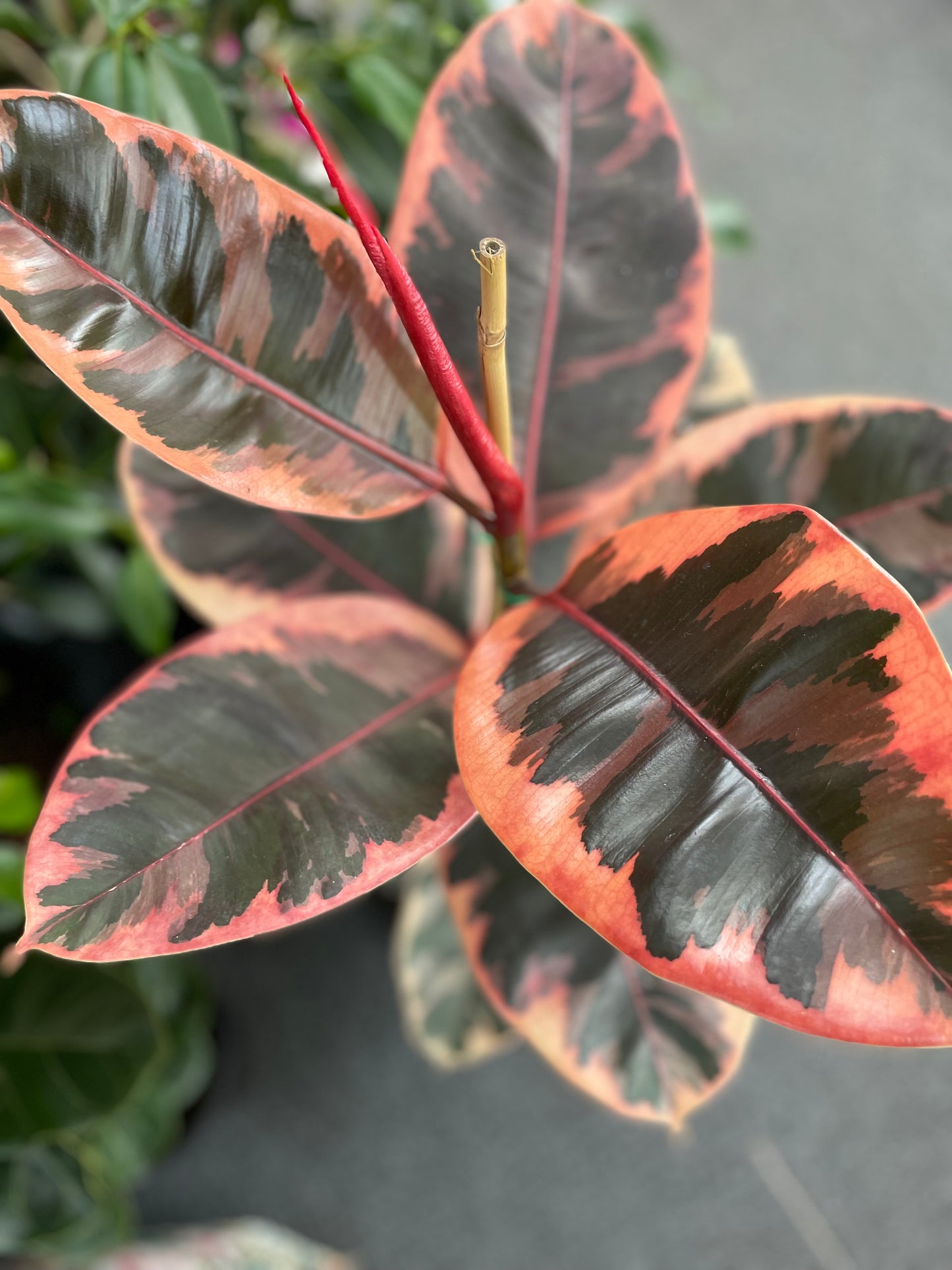 300mm Ficus Ruby