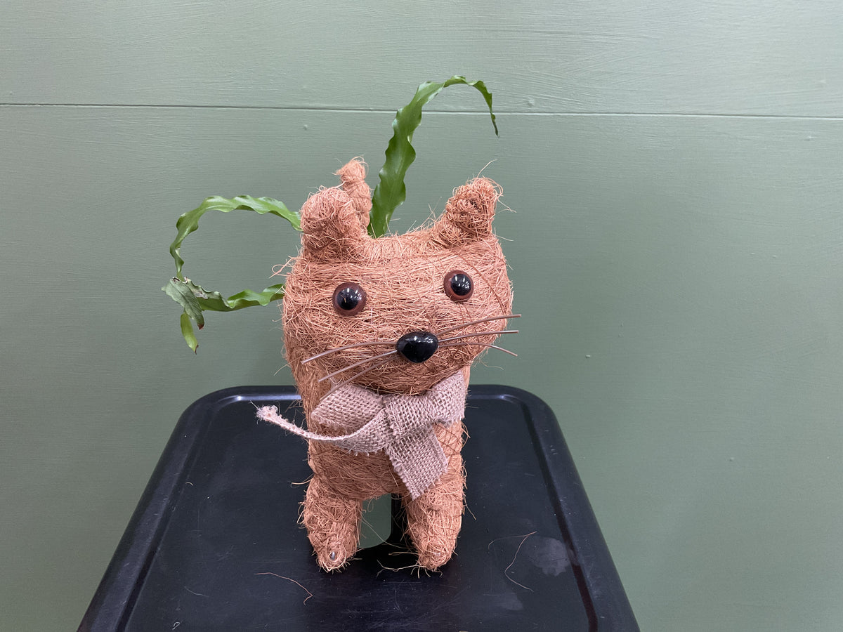 Husk Ginger Cat Planter