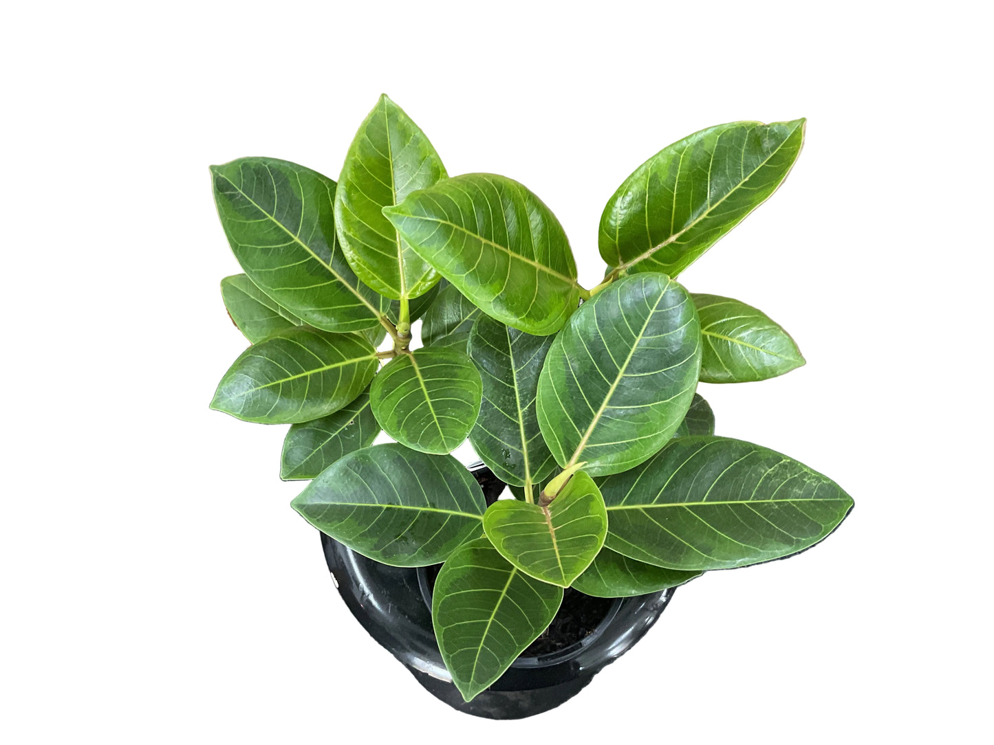 130mm Variegated Ficus Audrey (Benghalensis)