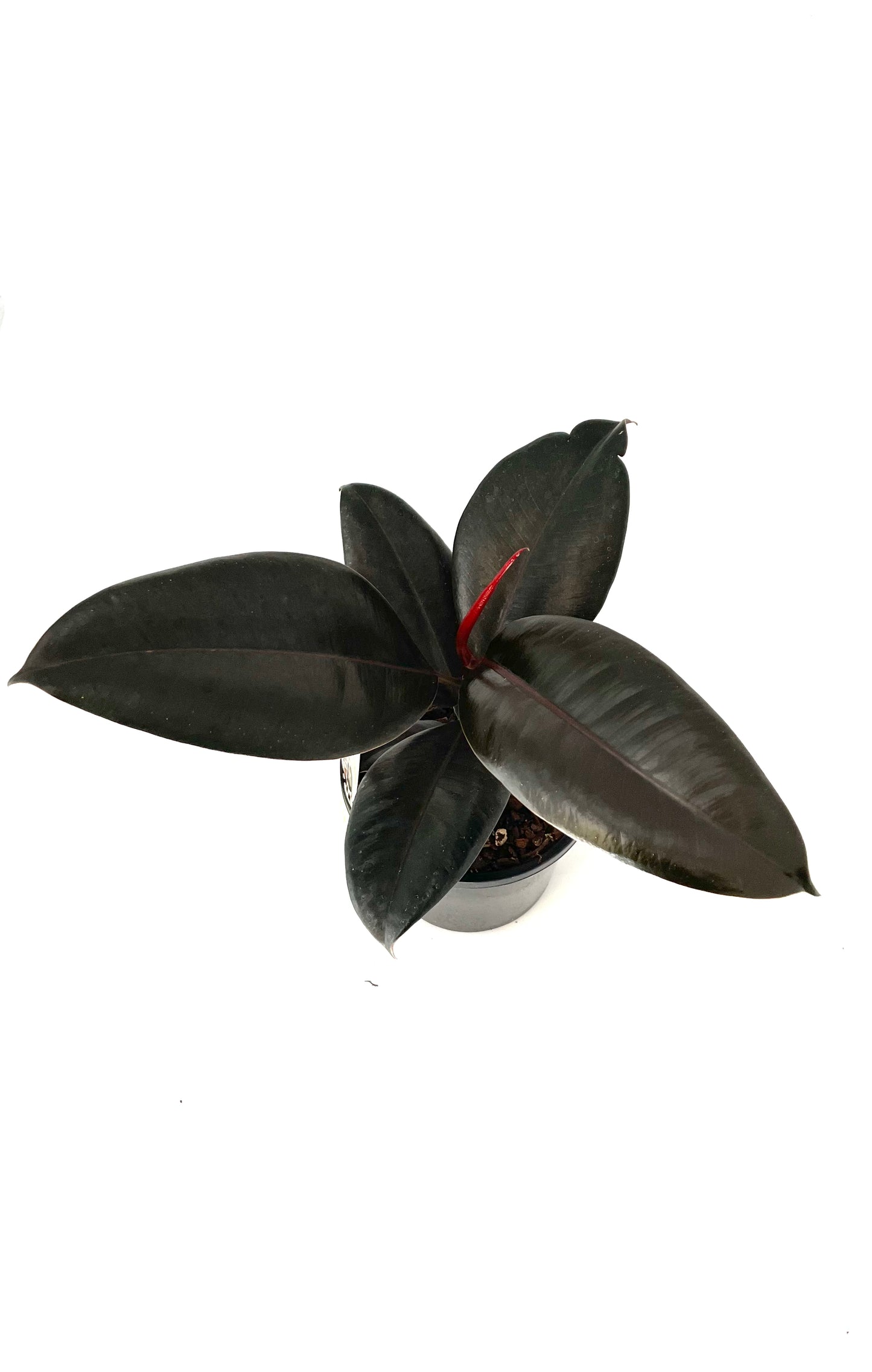 130mm Ficus Abidjan
