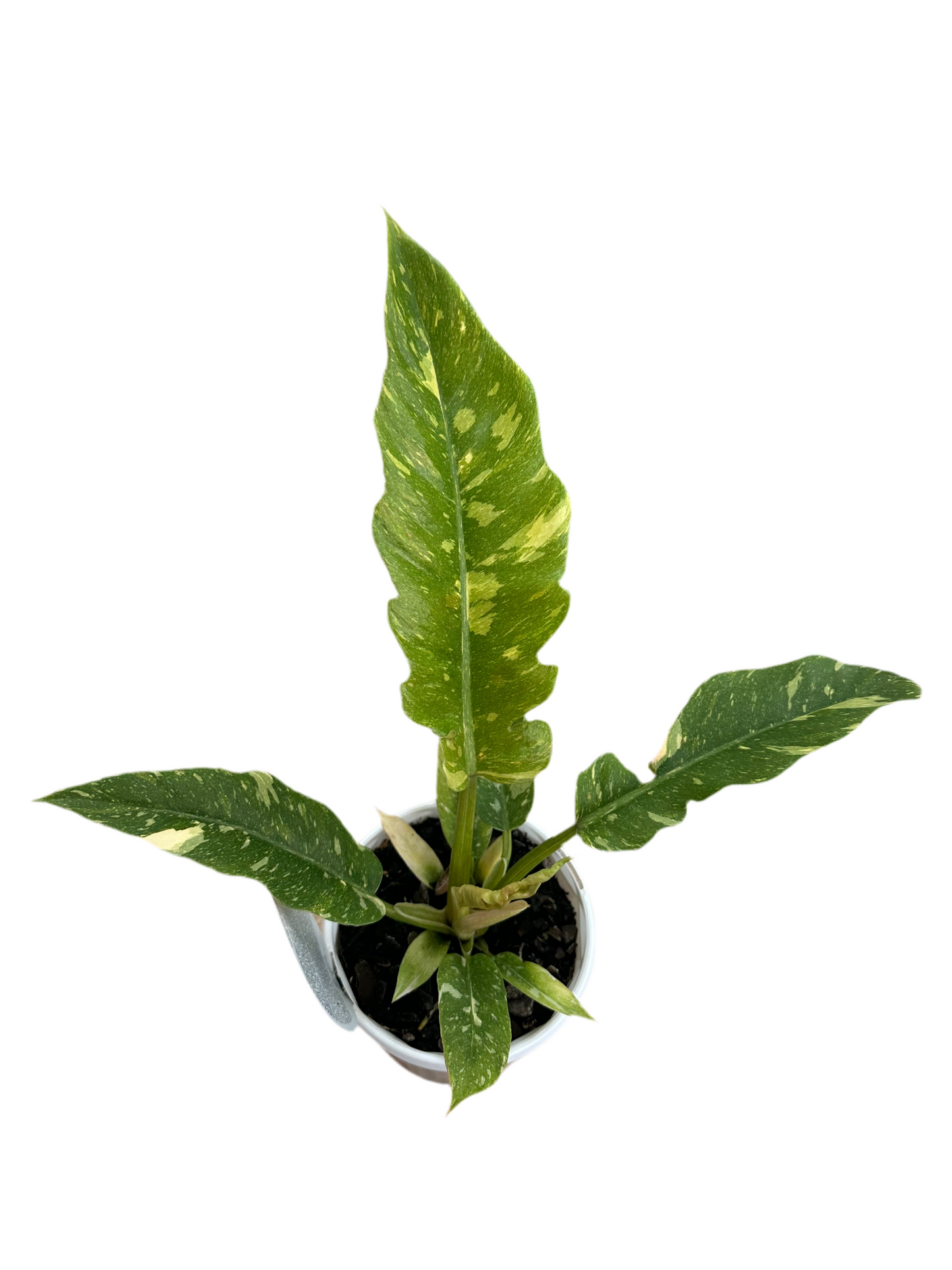 130mm Philodendron Ring Of Fire