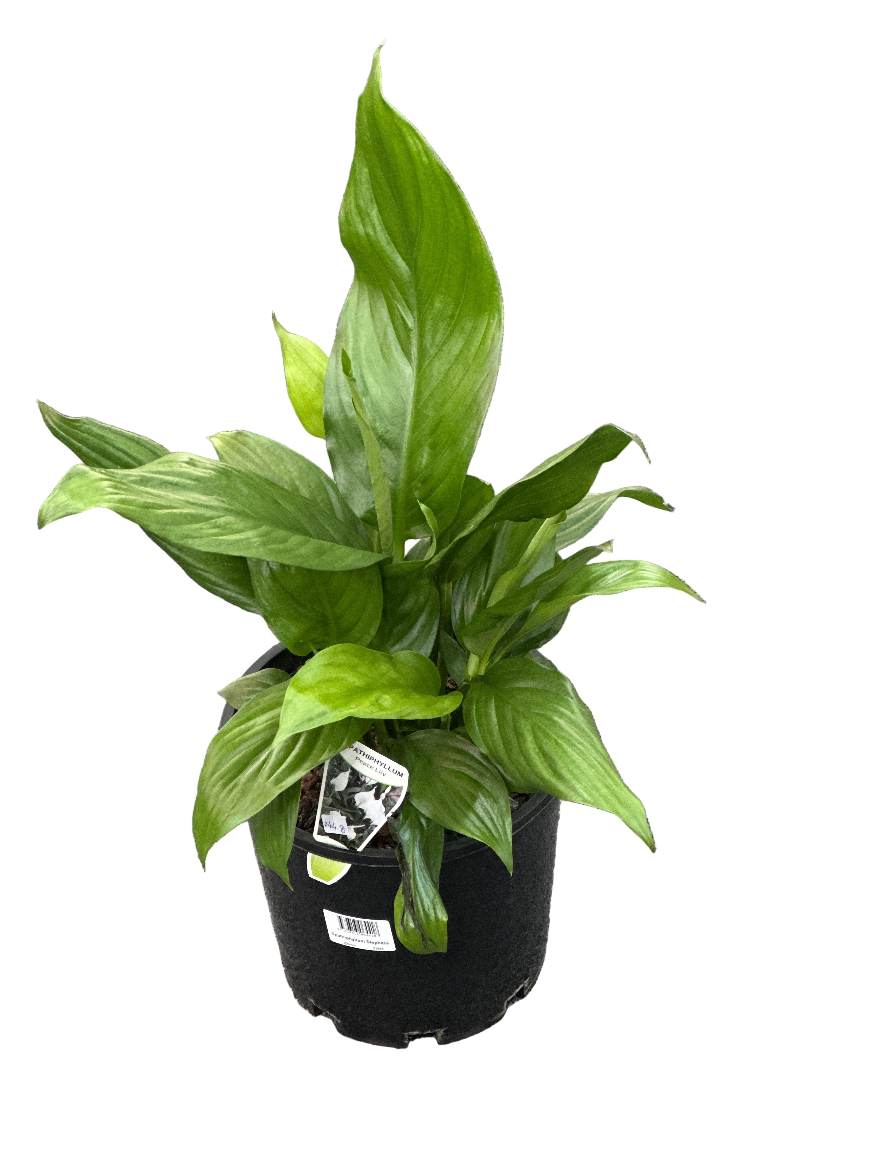Spathiphyllum Stephanie – Pots Of Love Handmade