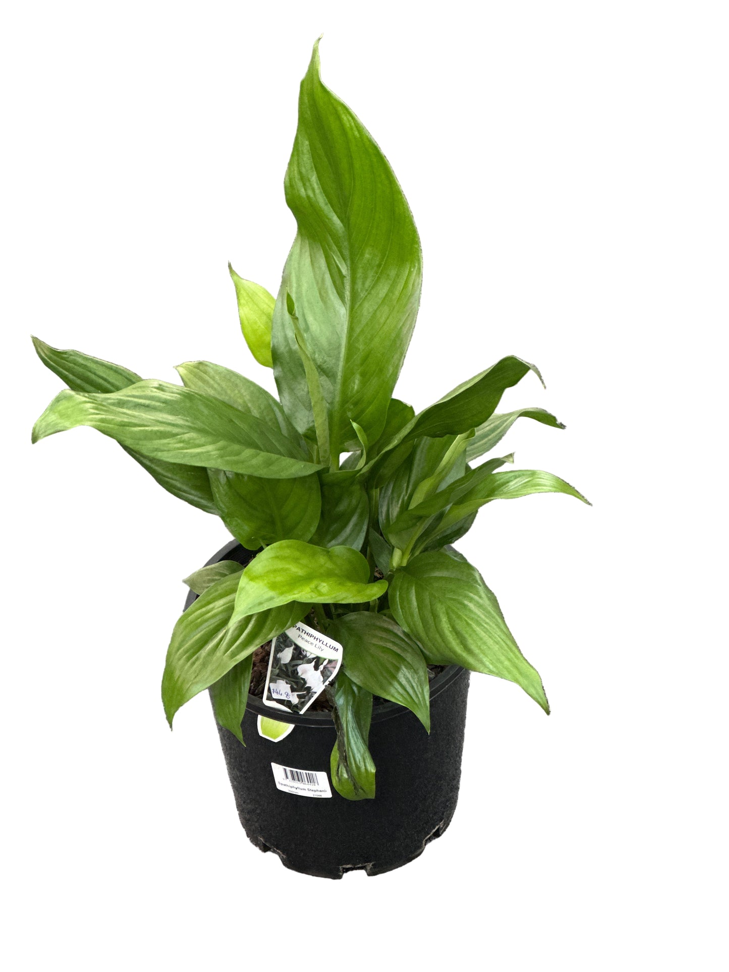 Spathiphyllum Stephanie