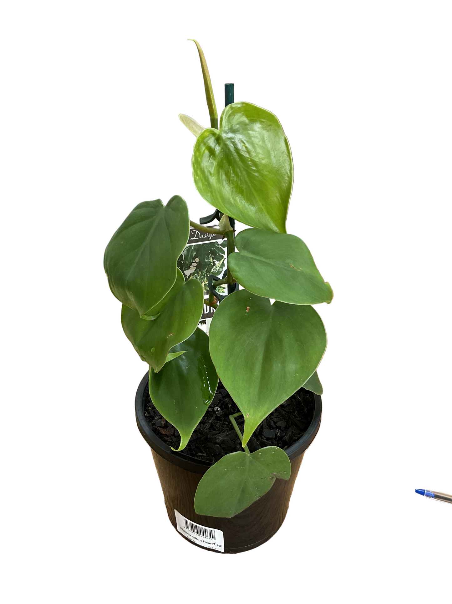 130mm Philodendron Heart Leaf