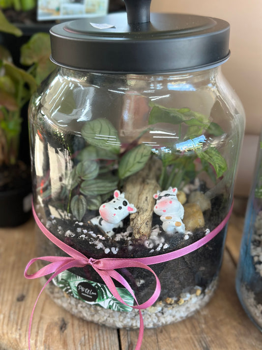 Cows relaxing terrarium