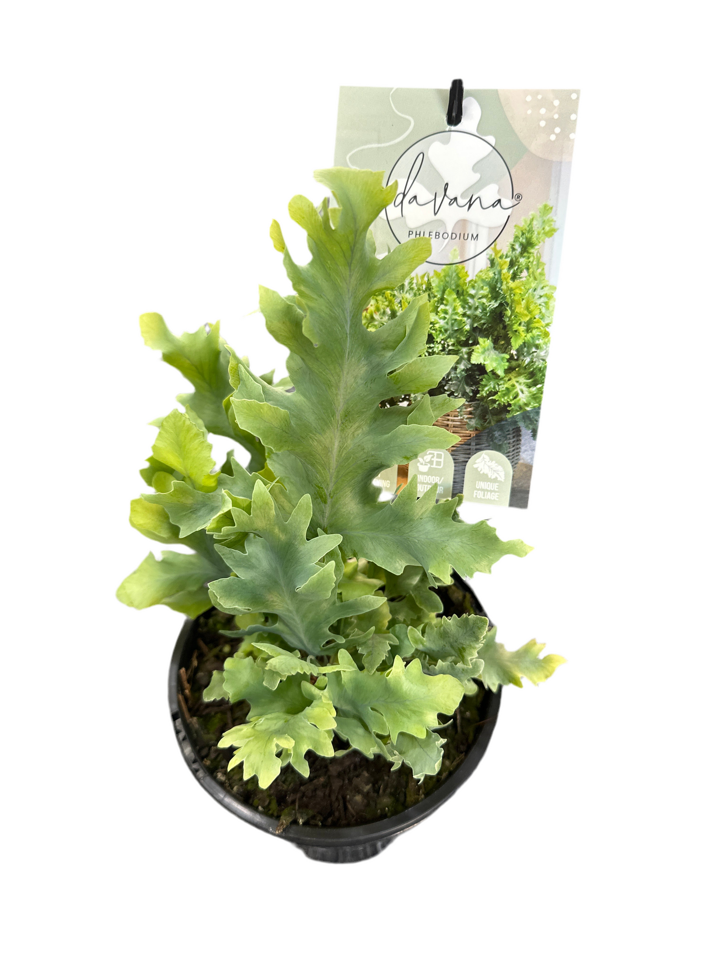 130mm Davana Fern