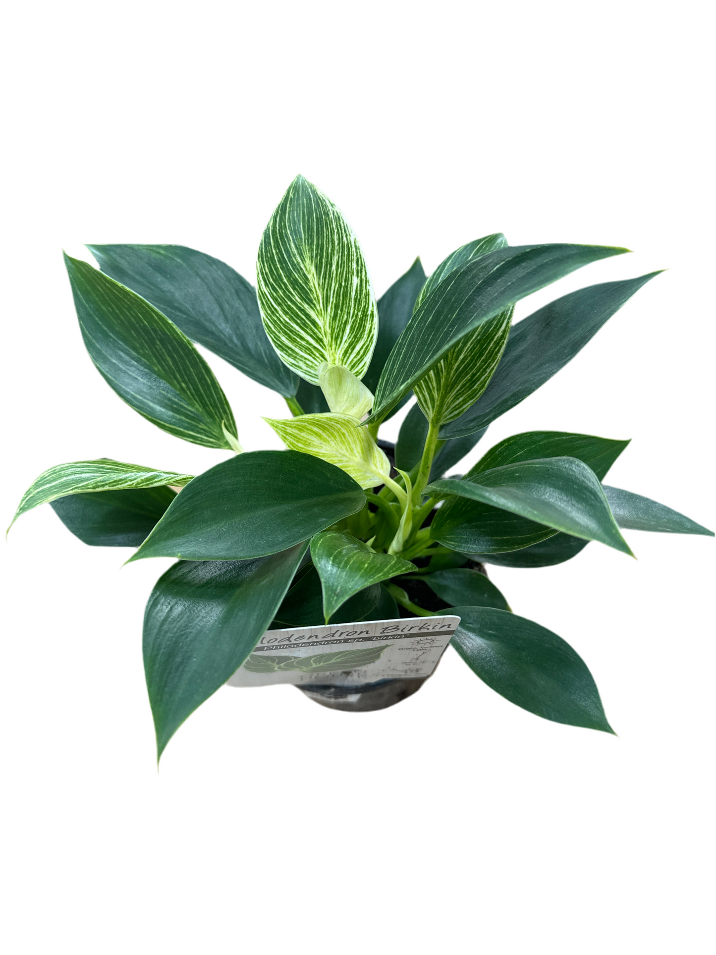 130mm Philodendron Birkin