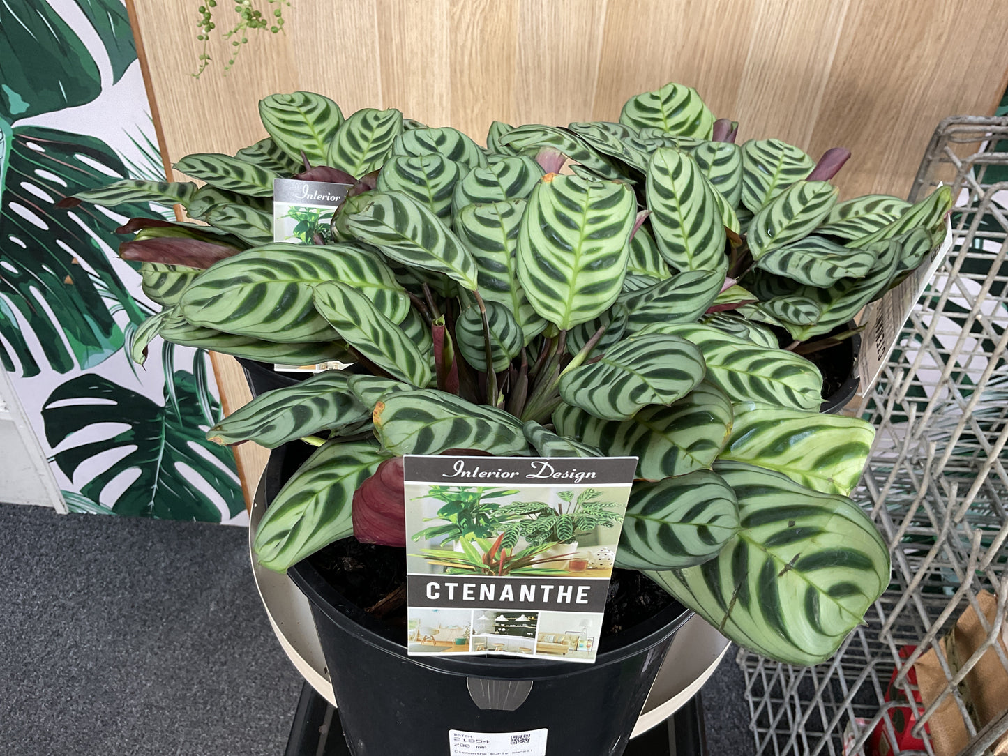 Ctenanthe Burle Marxii