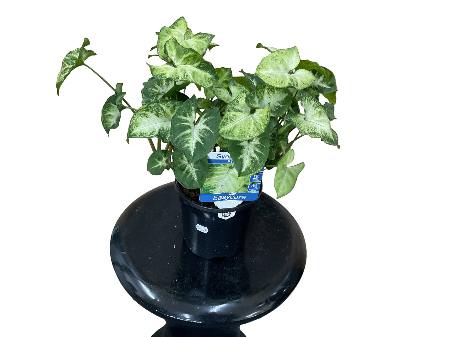 Syngonium “Pixie”