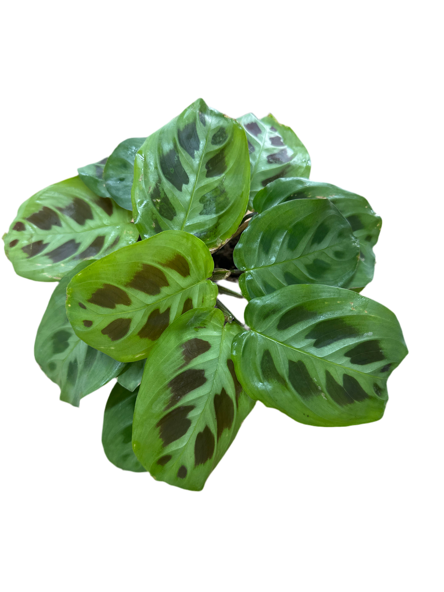 130mm Maranta Leuconeura Prayer Plant