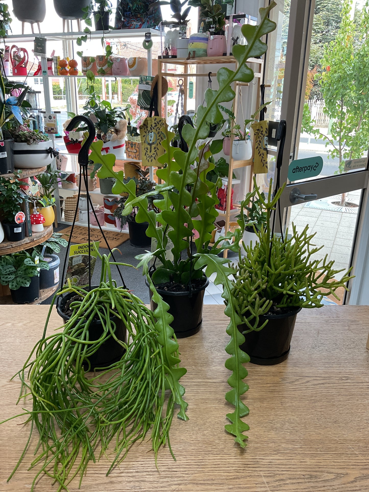 130mm Hanging Rhipsallis (assorted)